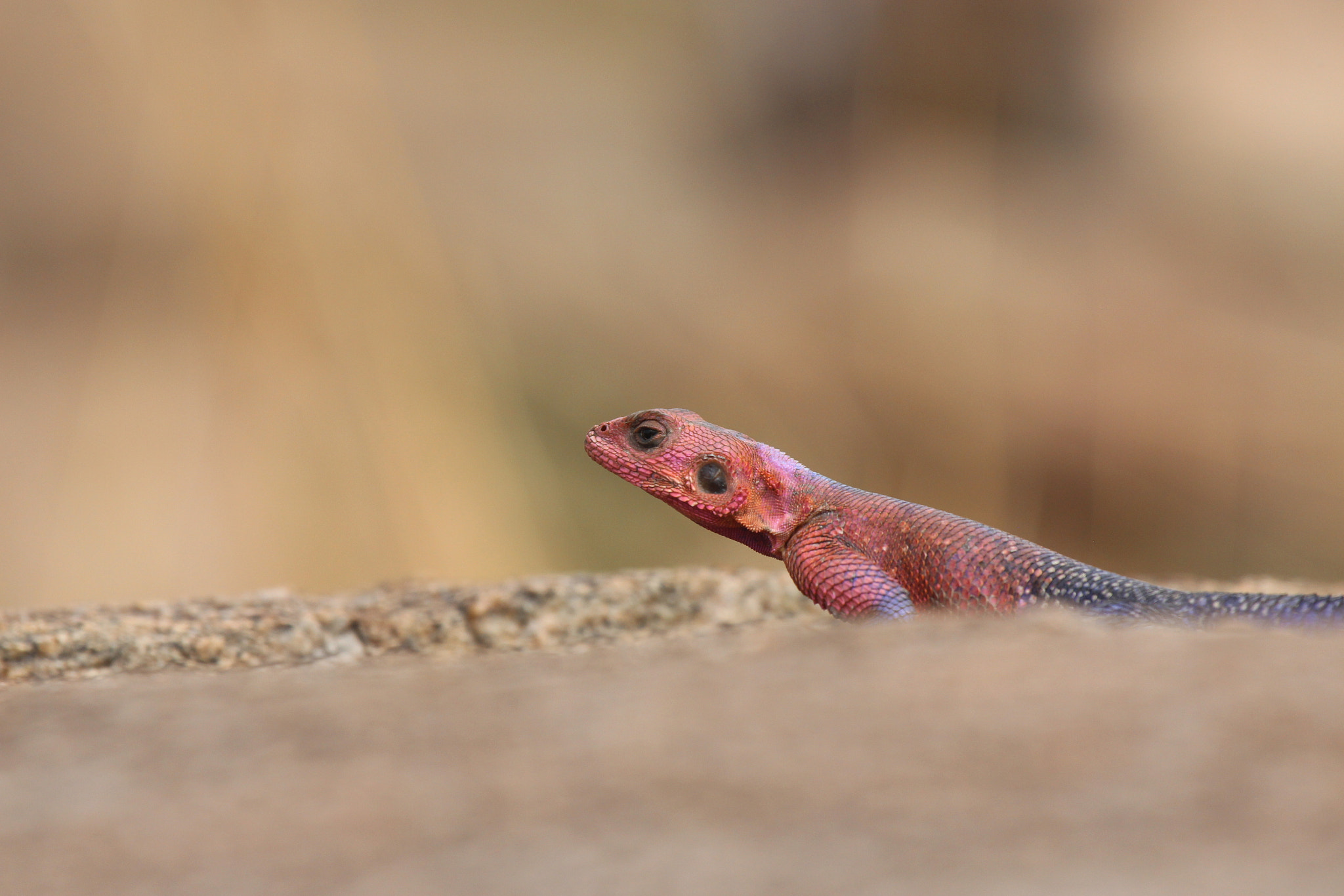 Canon EF 100-400mm F4.5-5.6L IS USM sample photo. Flat headed rock agama photography