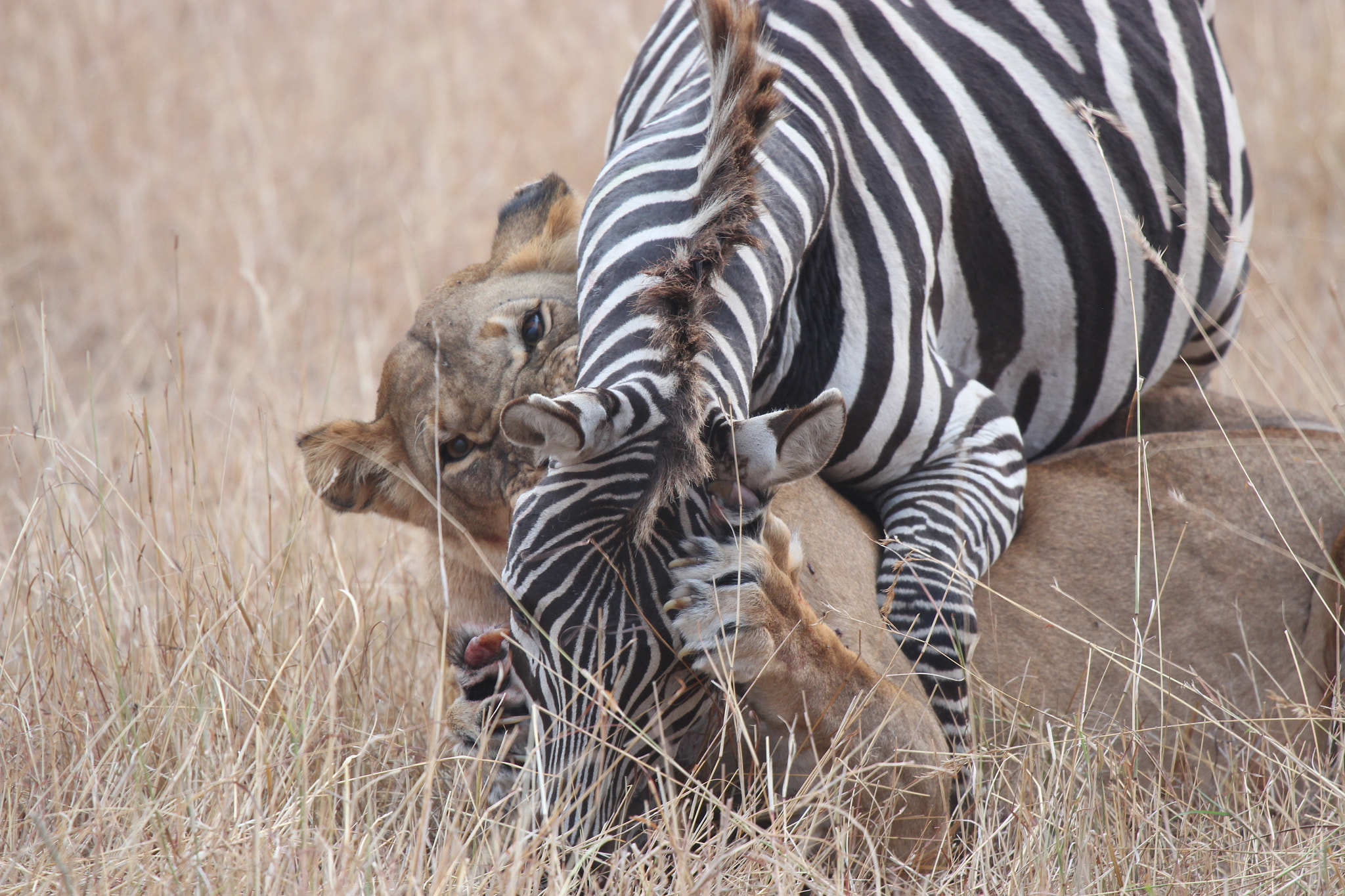 Canon EF 100-400mm F4.5-5.6L IS USM sample photo. Lion dispatching a zebra photography