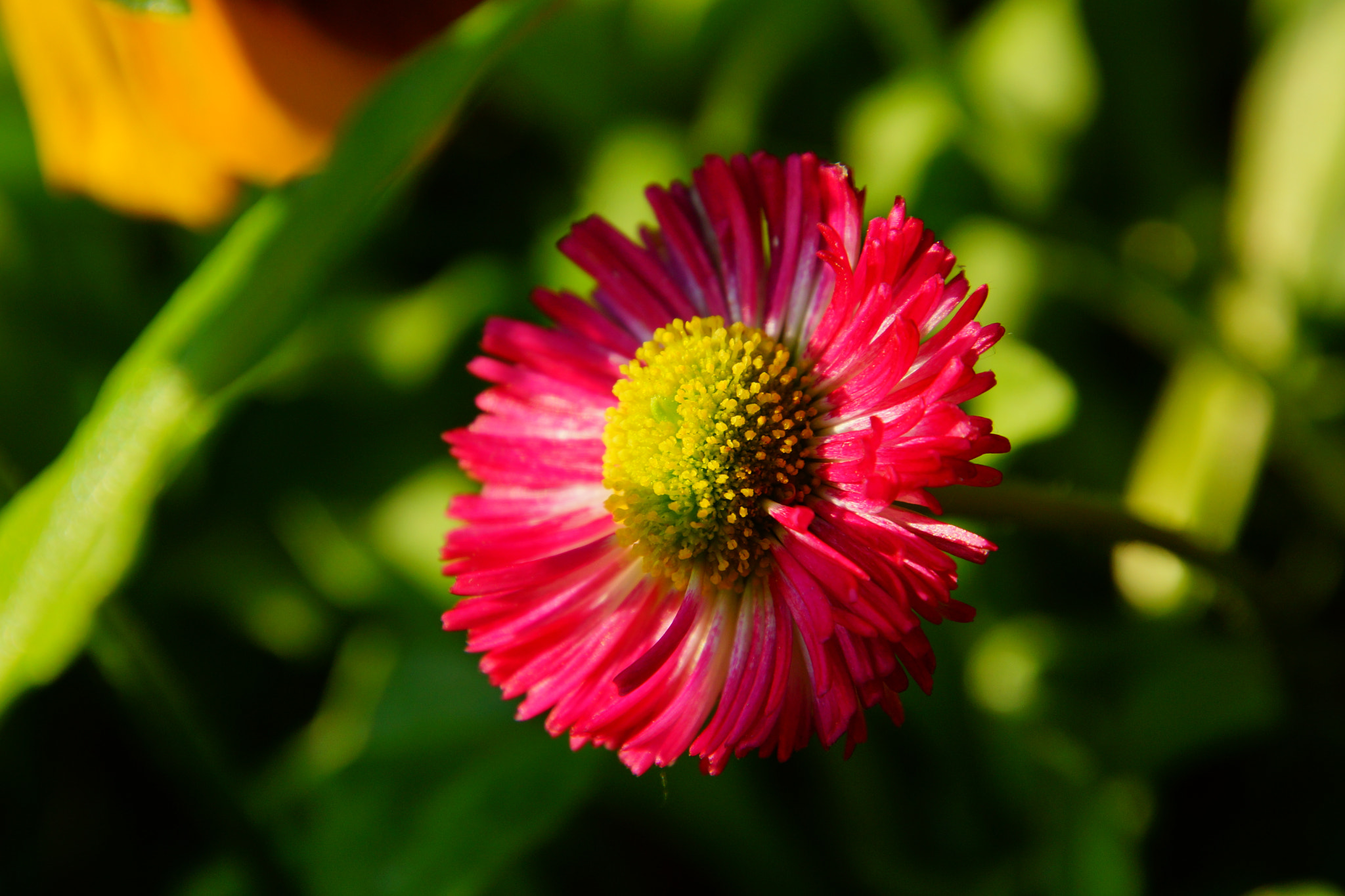 Tamron 16-300mm F3.5-6.3 Di II VC PZD Macro sample photo. Pride  photography