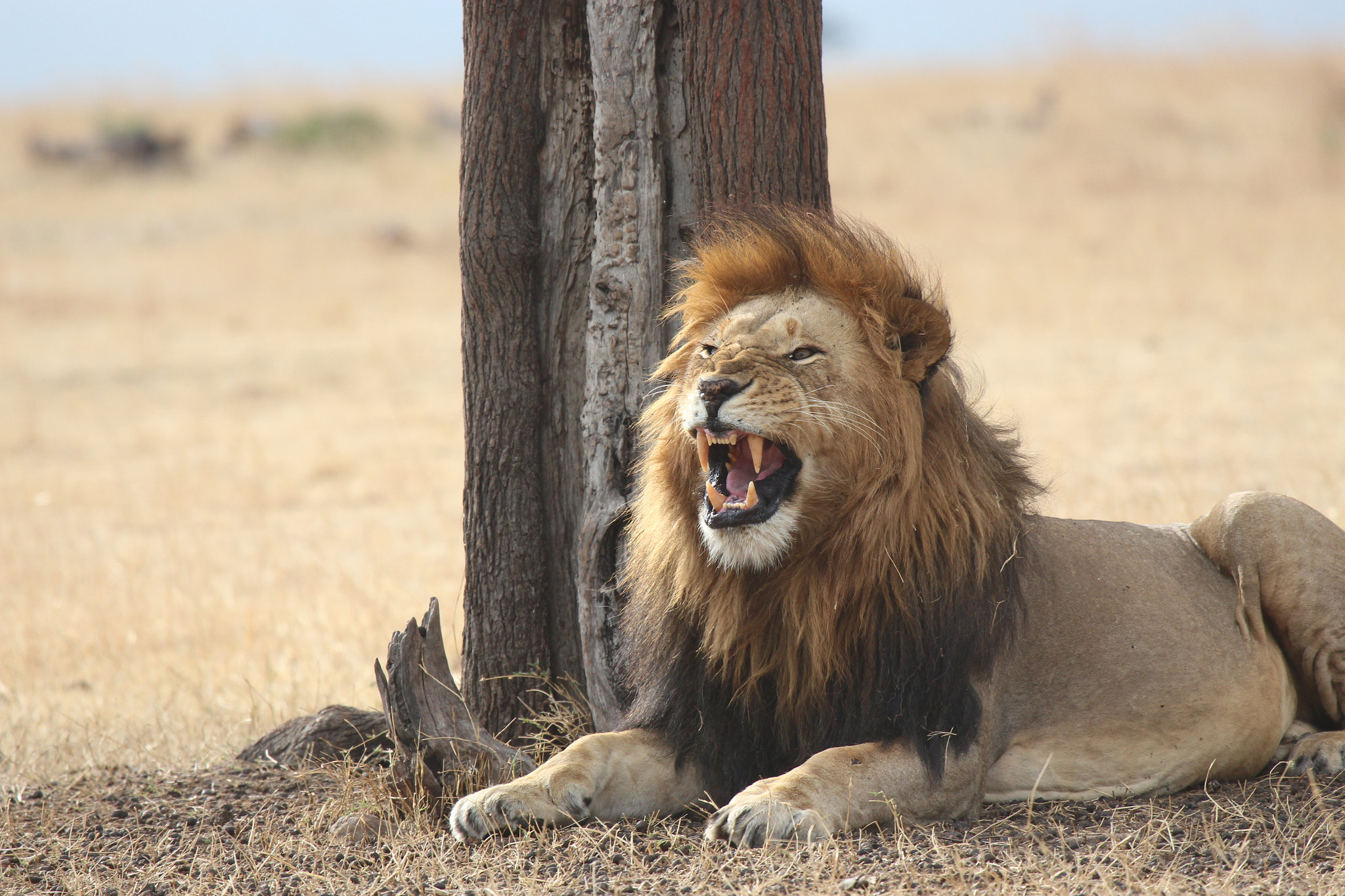 Canon EF 100-400mm F4.5-5.6L IS USM sample photo. Male lion photography