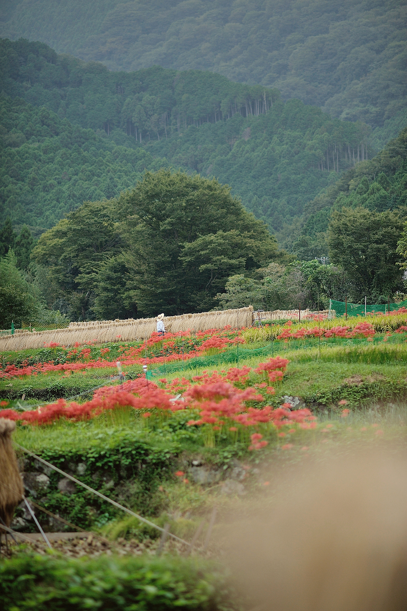 Nikon D700 sample photo. The harvest season coming photography