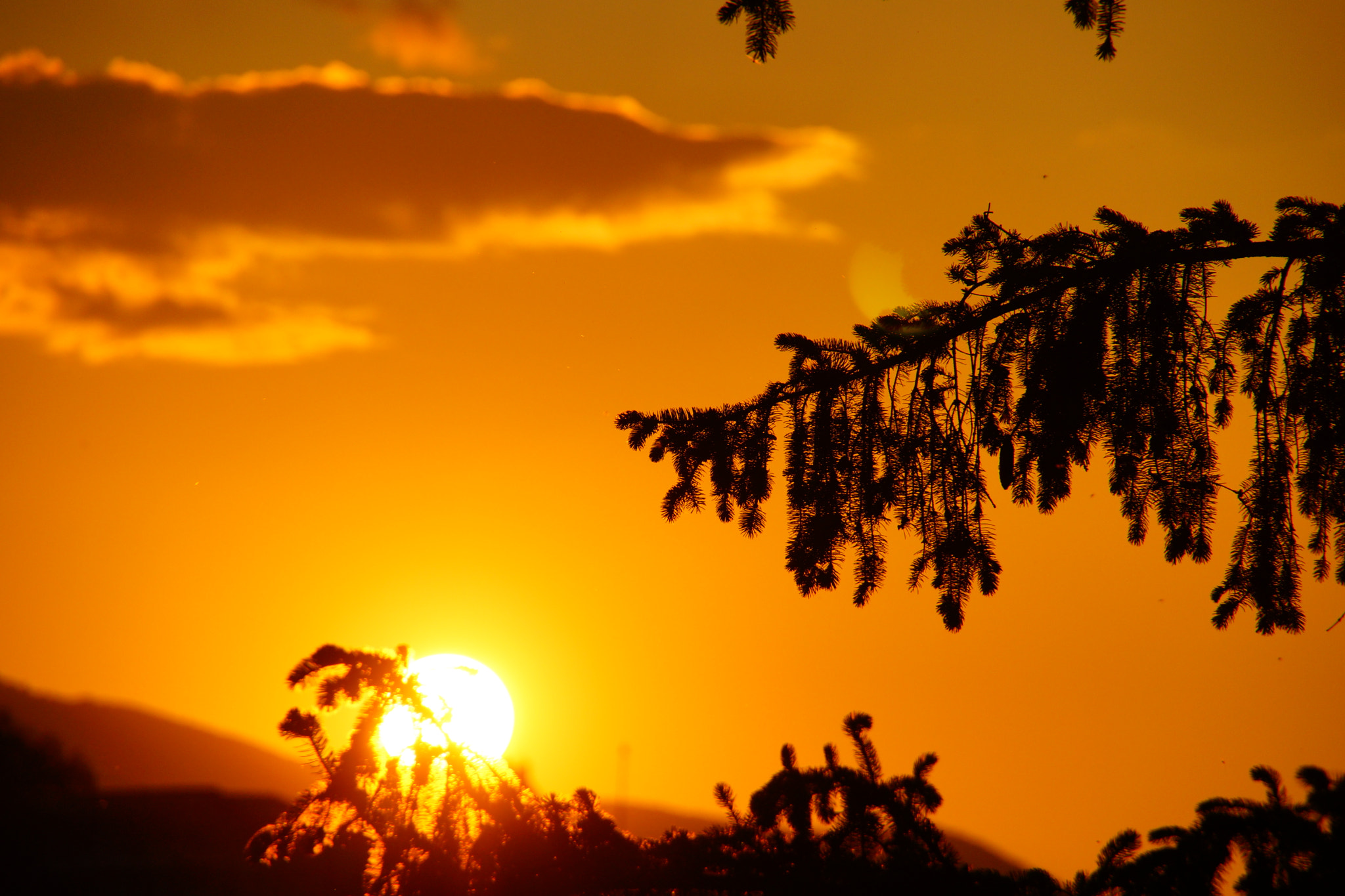 Tamron 16-300mm F3.5-6.3 Di II VC PZD Macro sample photo. Summer evening  photography