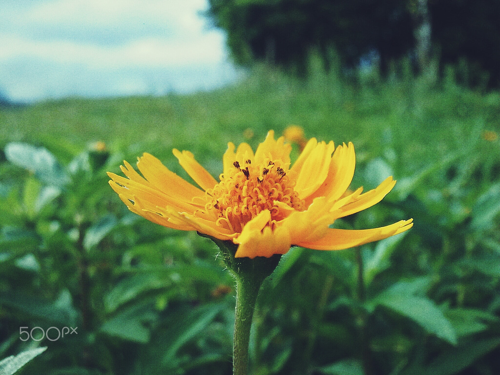 Nokia 5530 sample photo. Existance photography