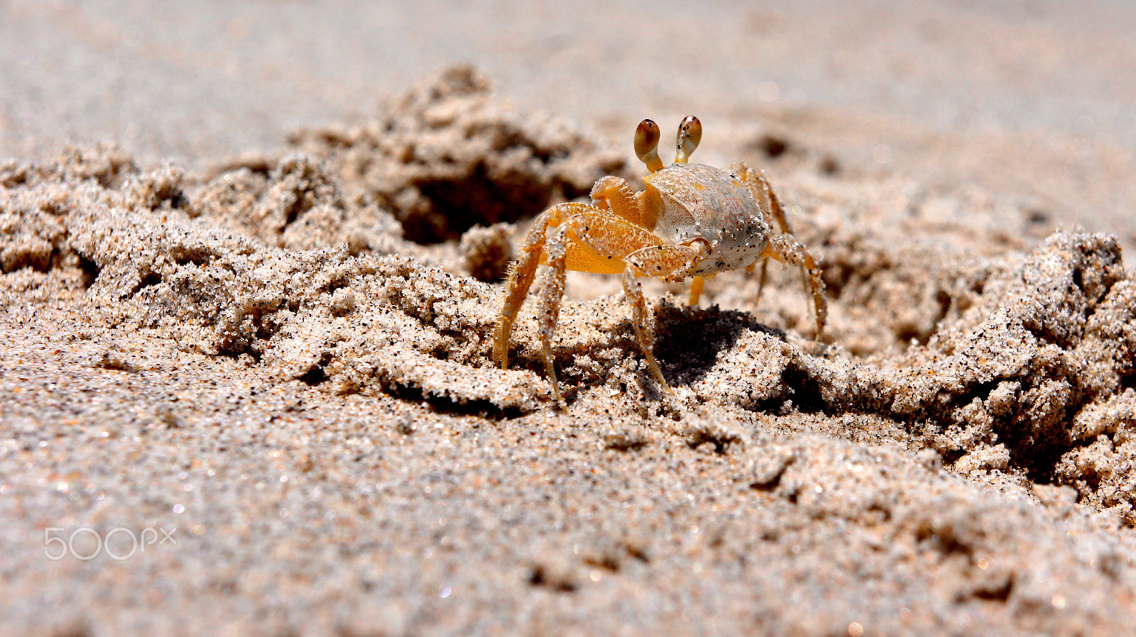 Sony Alpha NEX-5 sample photo. Crab photography