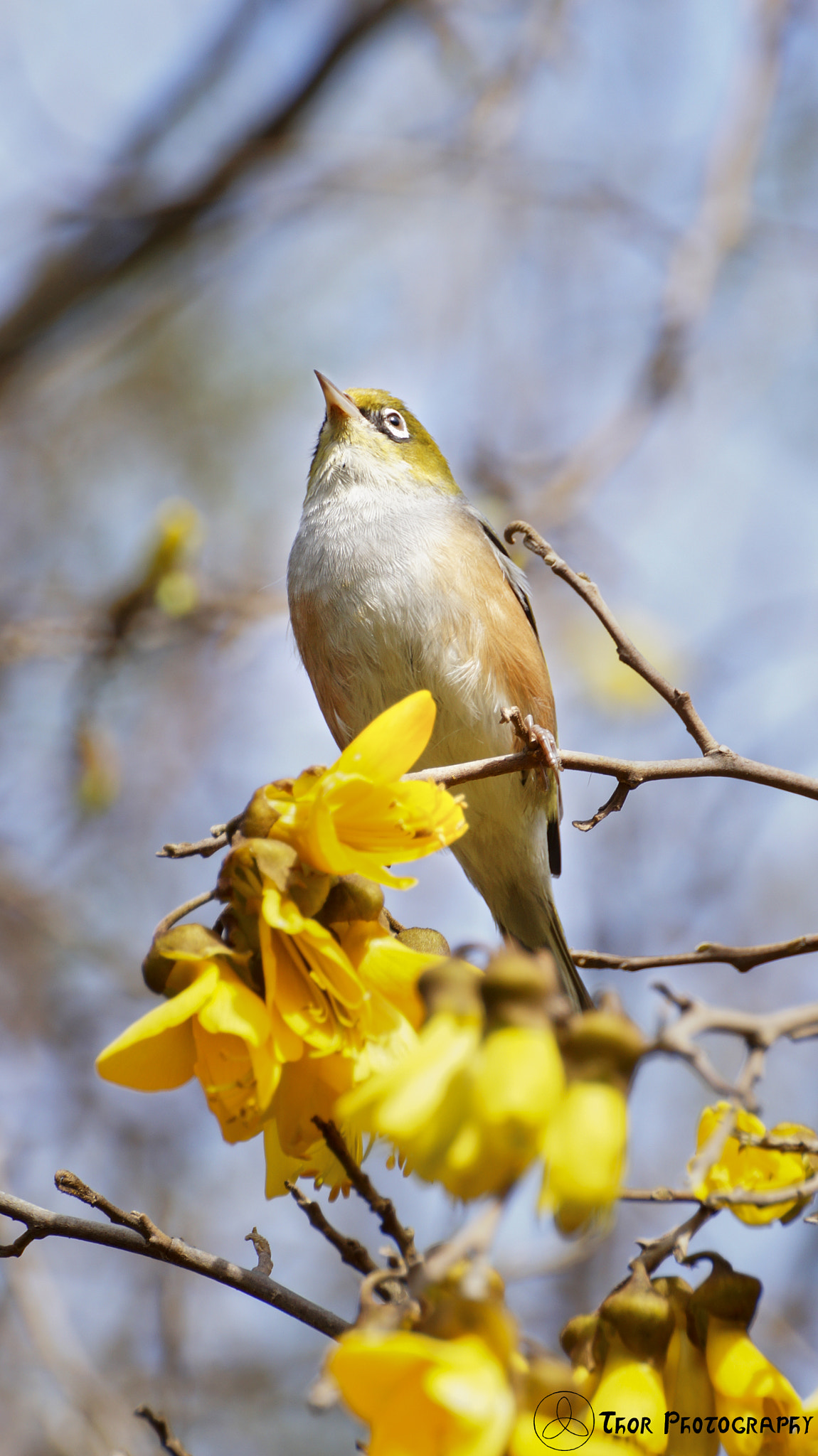 Tamron SP 70-300mm F4-5.6 Di USD sample photo. Standing tall photography