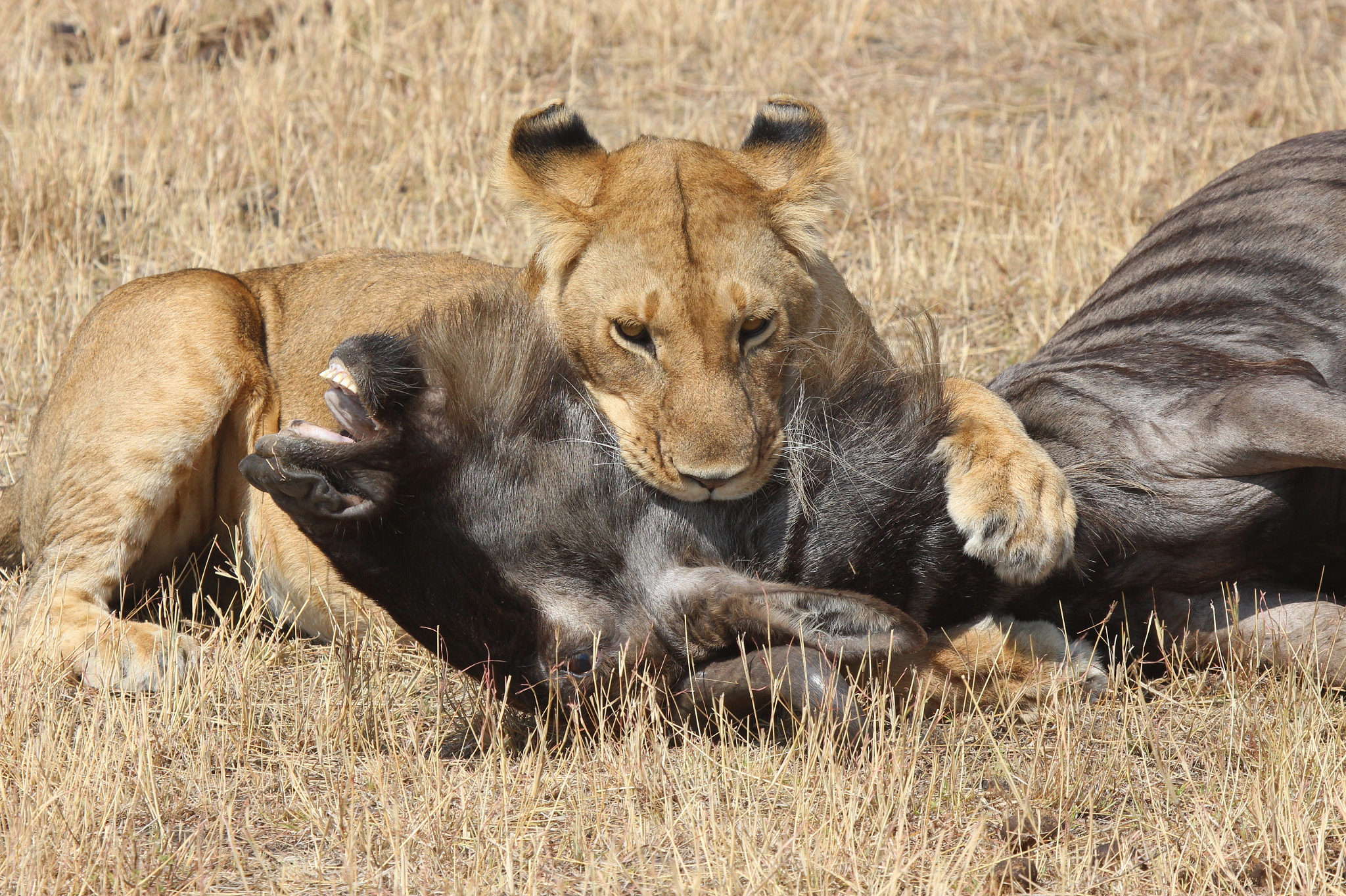 Canon EOS 700D (EOS Rebel T5i / EOS Kiss X7i) + Canon EF 100-400mm F4.5-5.6L IS USM sample photo. Lion dispatching a wildebeest photography