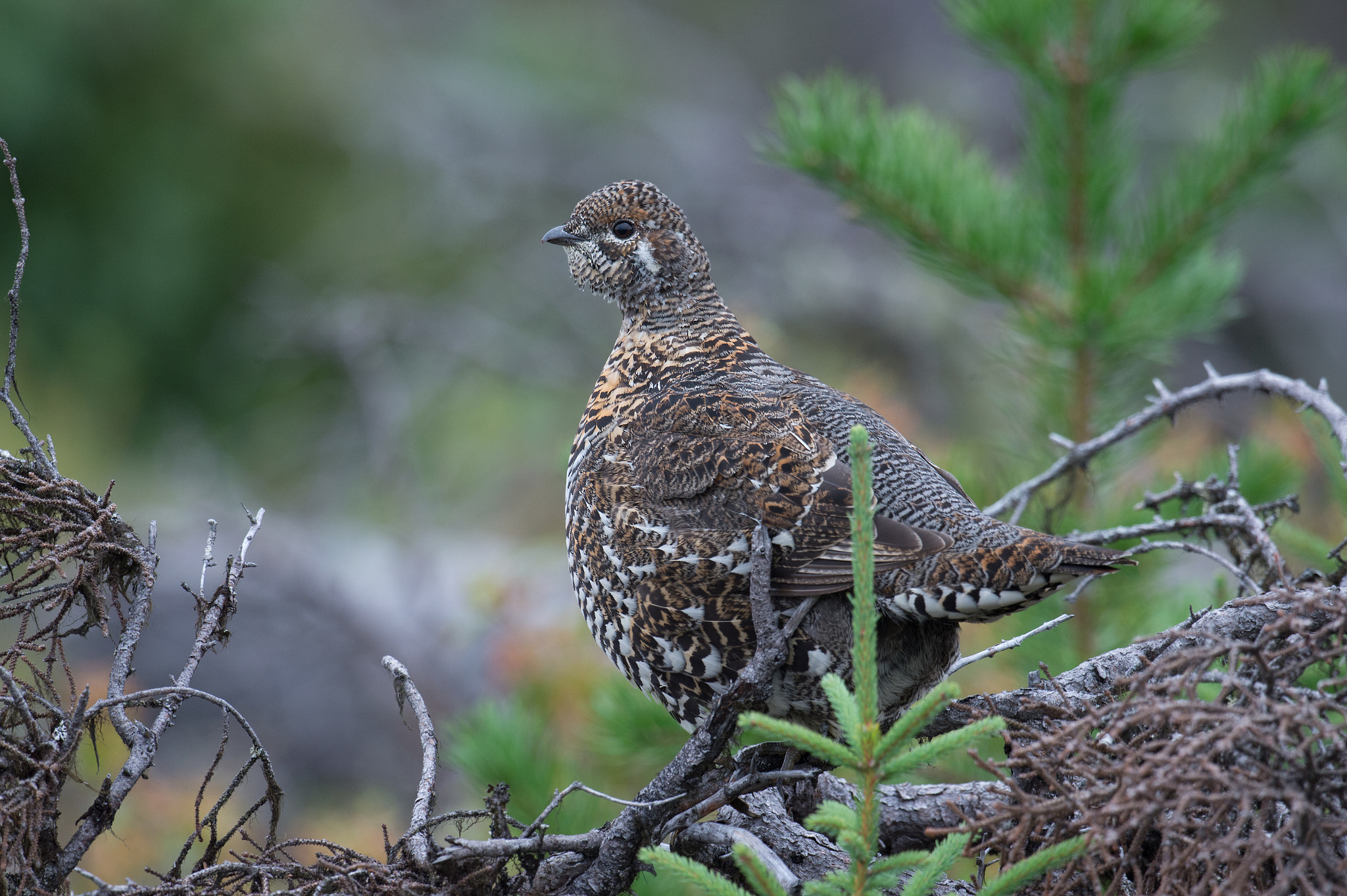 Nikon AF-S Nikkor 800mm F5.6E FL ED VR sample photo. Tetras du canada, falcipennis canadensis, spruce grouse photography