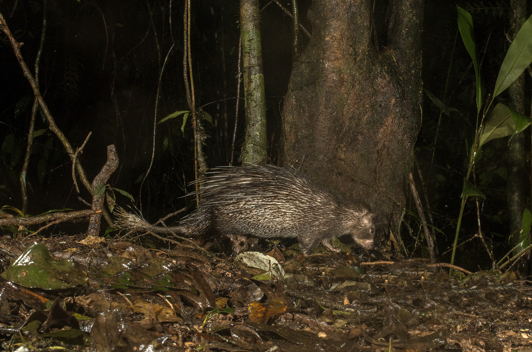 Canon EOS 70D + Canon EF 35mm F2 sample photo. Brush tailed porcupine photography