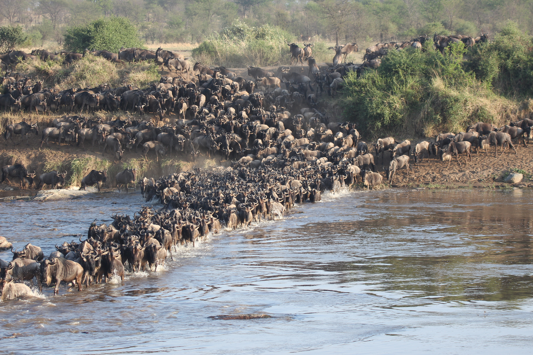 Canon EF 100-400mm F4.5-5.6L IS USM sample photo. The great migration photography