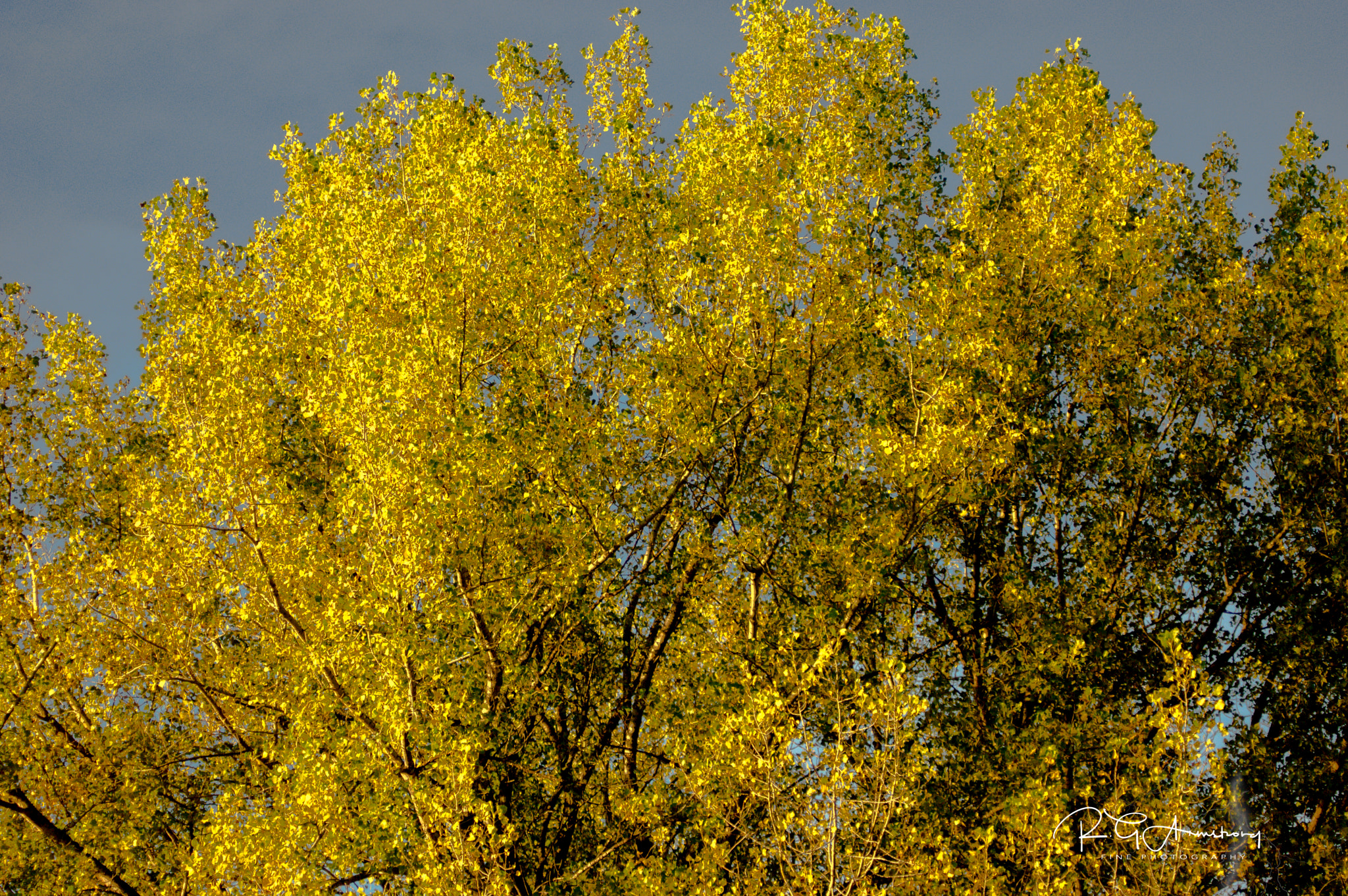 smc PENTAX-F 70-210mm F4-5.6 sample photo. Guilded leaves photography