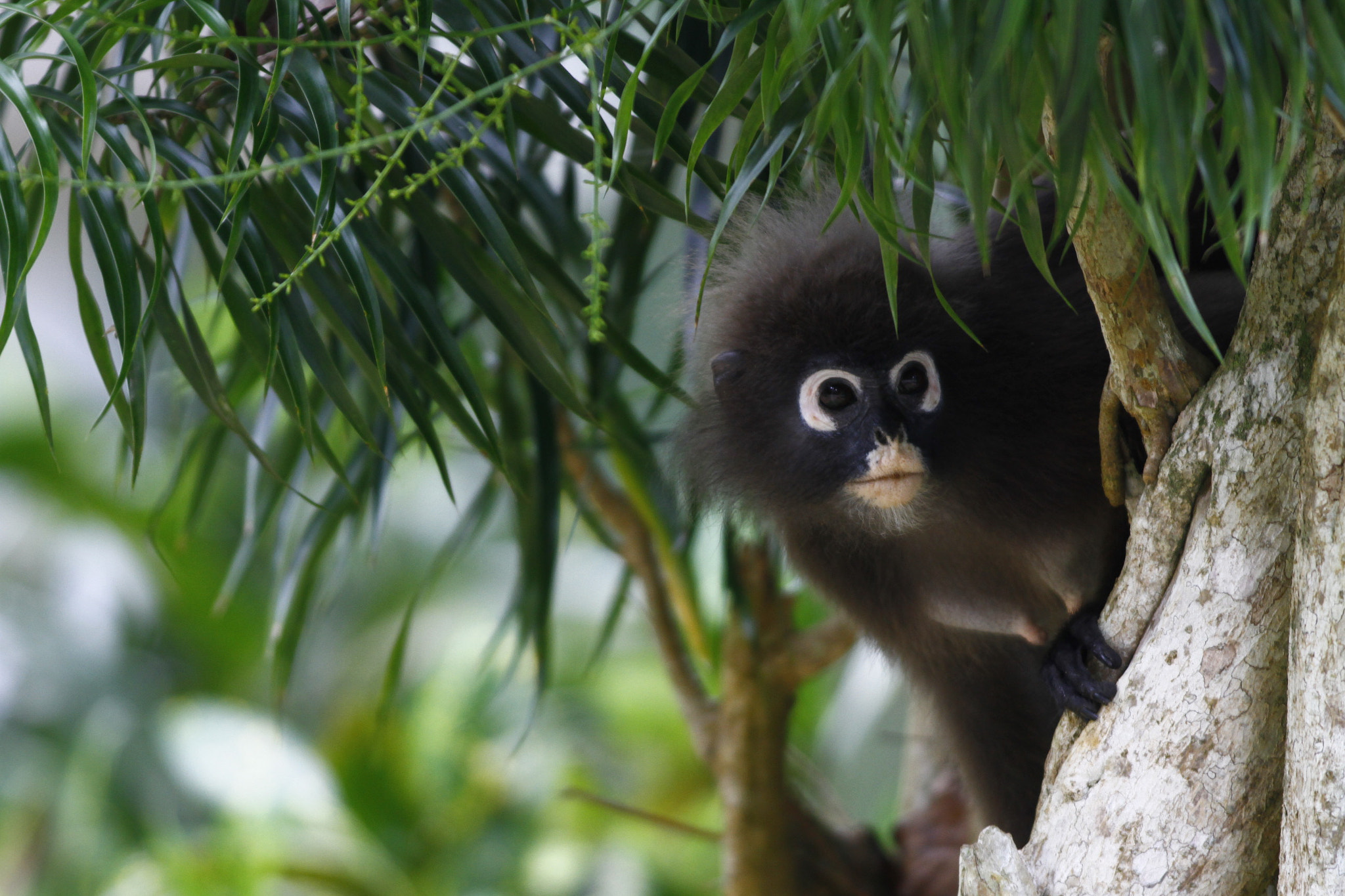 Canon EOS 7D + Canon EF 500mm f/4.5L sample photo. Dusky langur photography