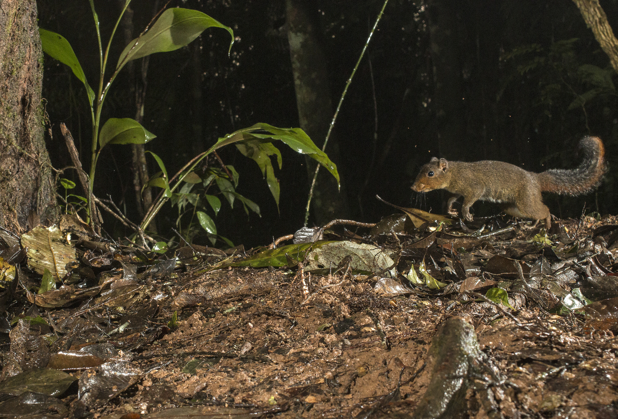 Canon EOS 70D + Canon EF 35mm F2 sample photo. Red cheeked squirrel photography