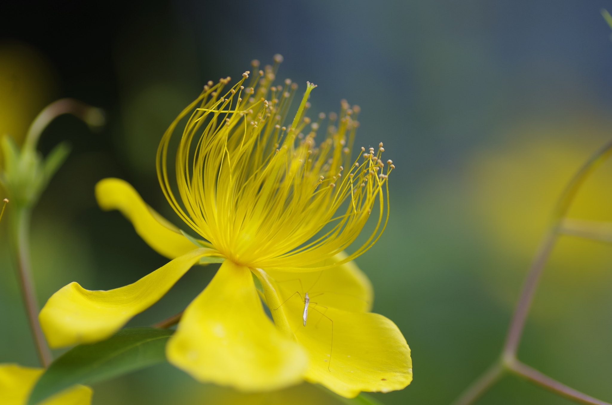 Tamron SP AF 90mm F2.8 Di Macro sample photo. Delicate flower photography