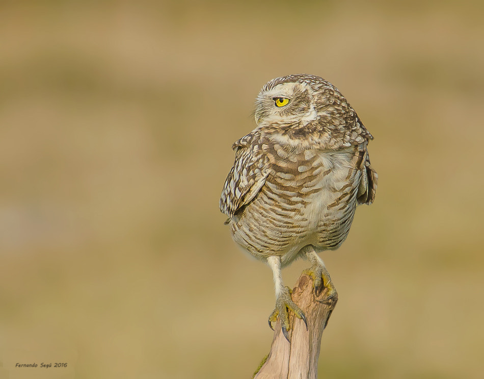 Sigma 50-500mm F4.5-6.3 DG OS HSM sample photo. Xxtw edited photography