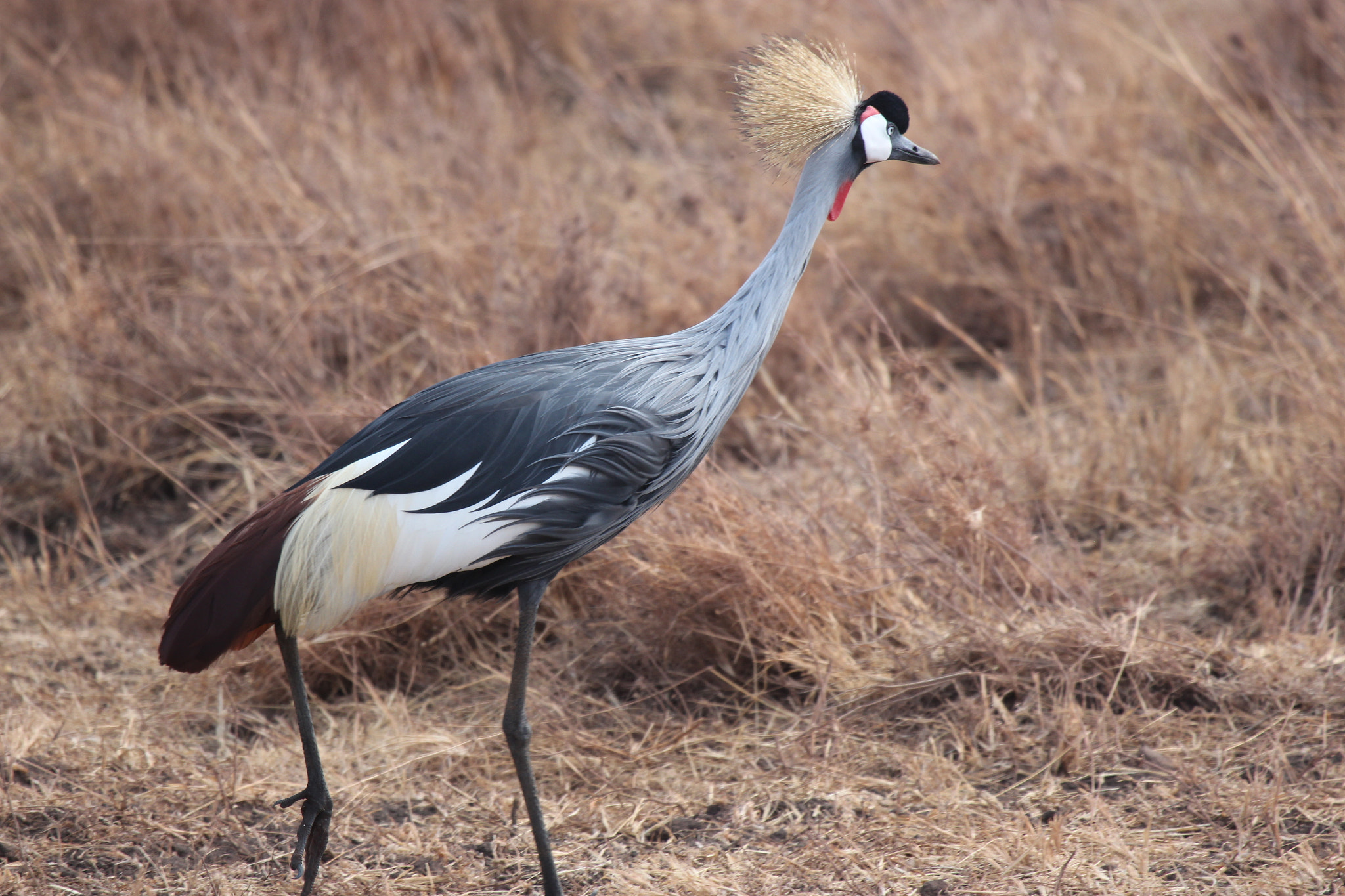 Canon EOS 700D (EOS Rebel T5i / EOS Kiss X7i) + Canon EF 100-400mm F4.5-5.6L IS USM sample photo. Grey crowned crane photography