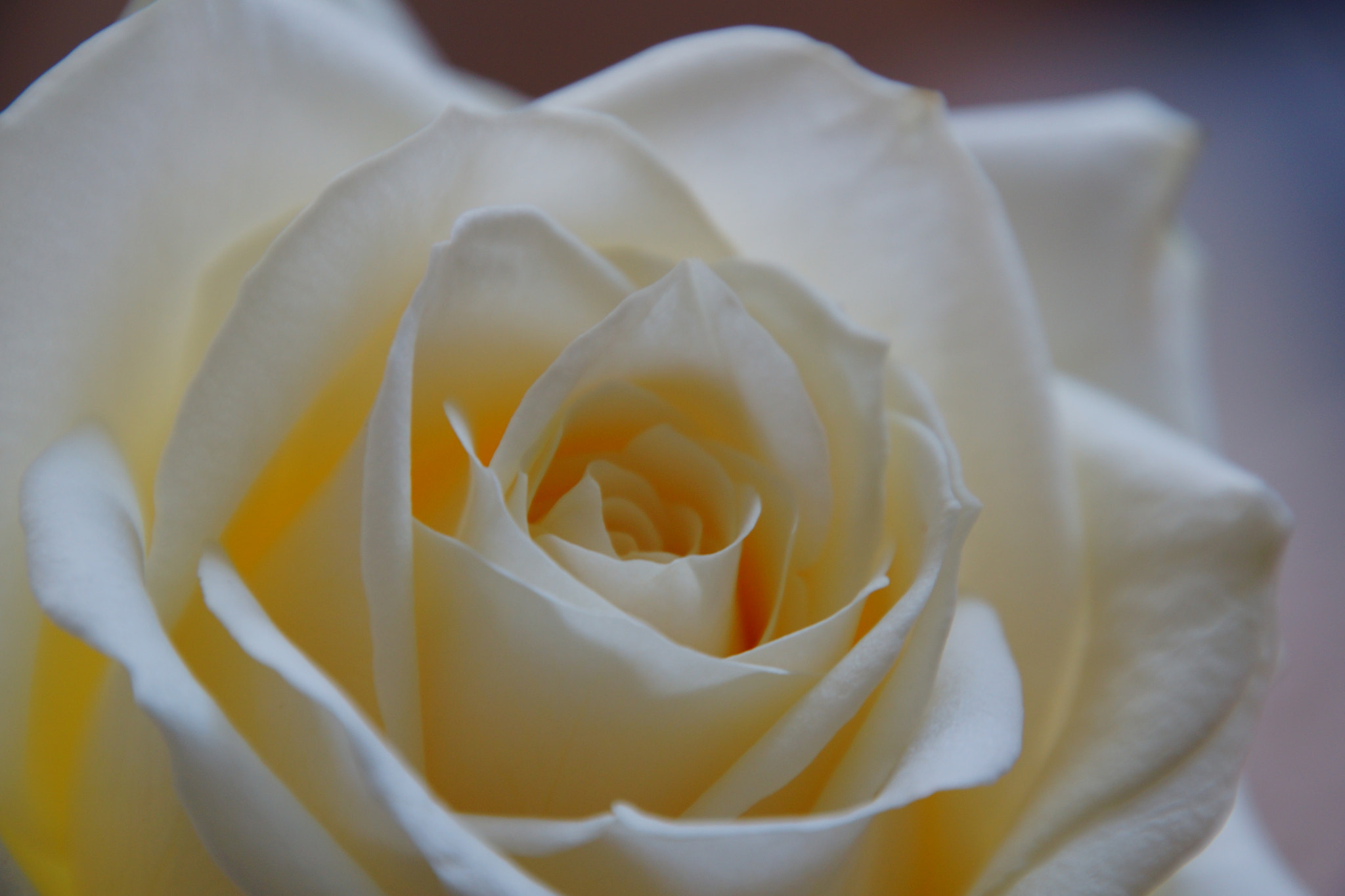 Sony SLT-A77 sample photo. White rose photography