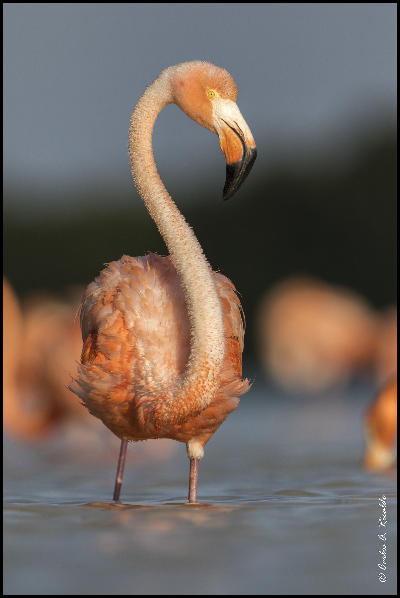 Canon EF 300mm F2.8L IS USM sample photo. Flamenco americano photography