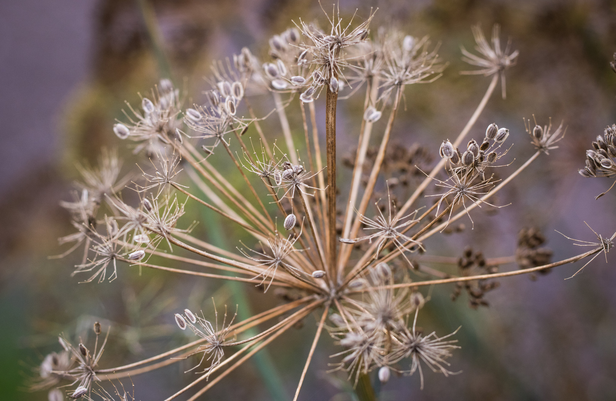 Canon EF 100mm F2.8L Macro IS USM sample photo. Spidery seed pods and twigs photography