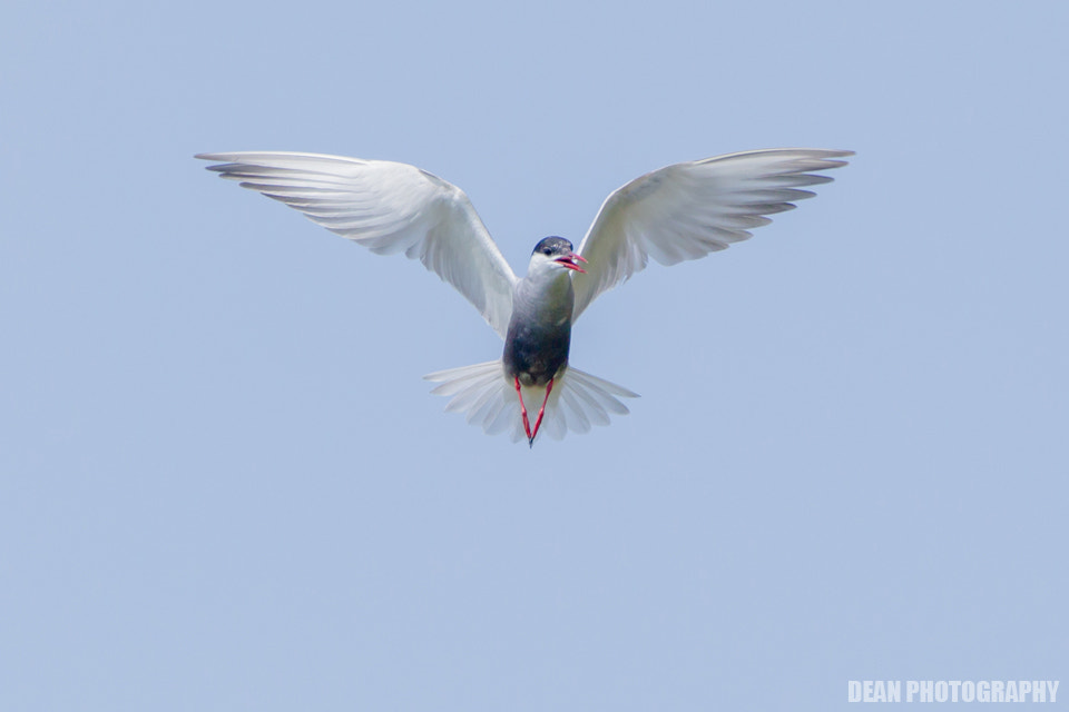 Canon EOS-1D Mark IV sample photo. Hover photography