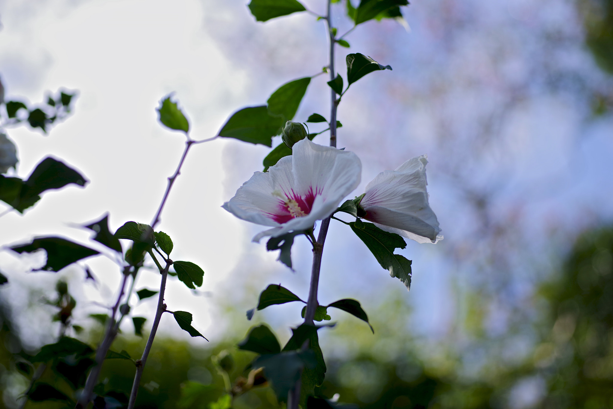 Pentax K-1 sample photo. Hollyhock photography