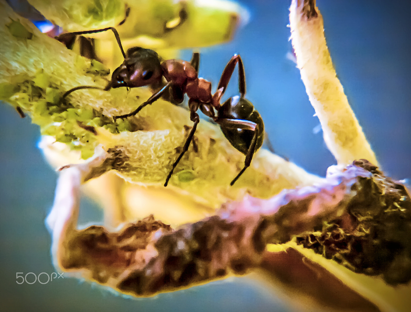 Olympus Zuiko Digital ED 70-300mm F4.0-5.6 sample photo. Mountain ant photography