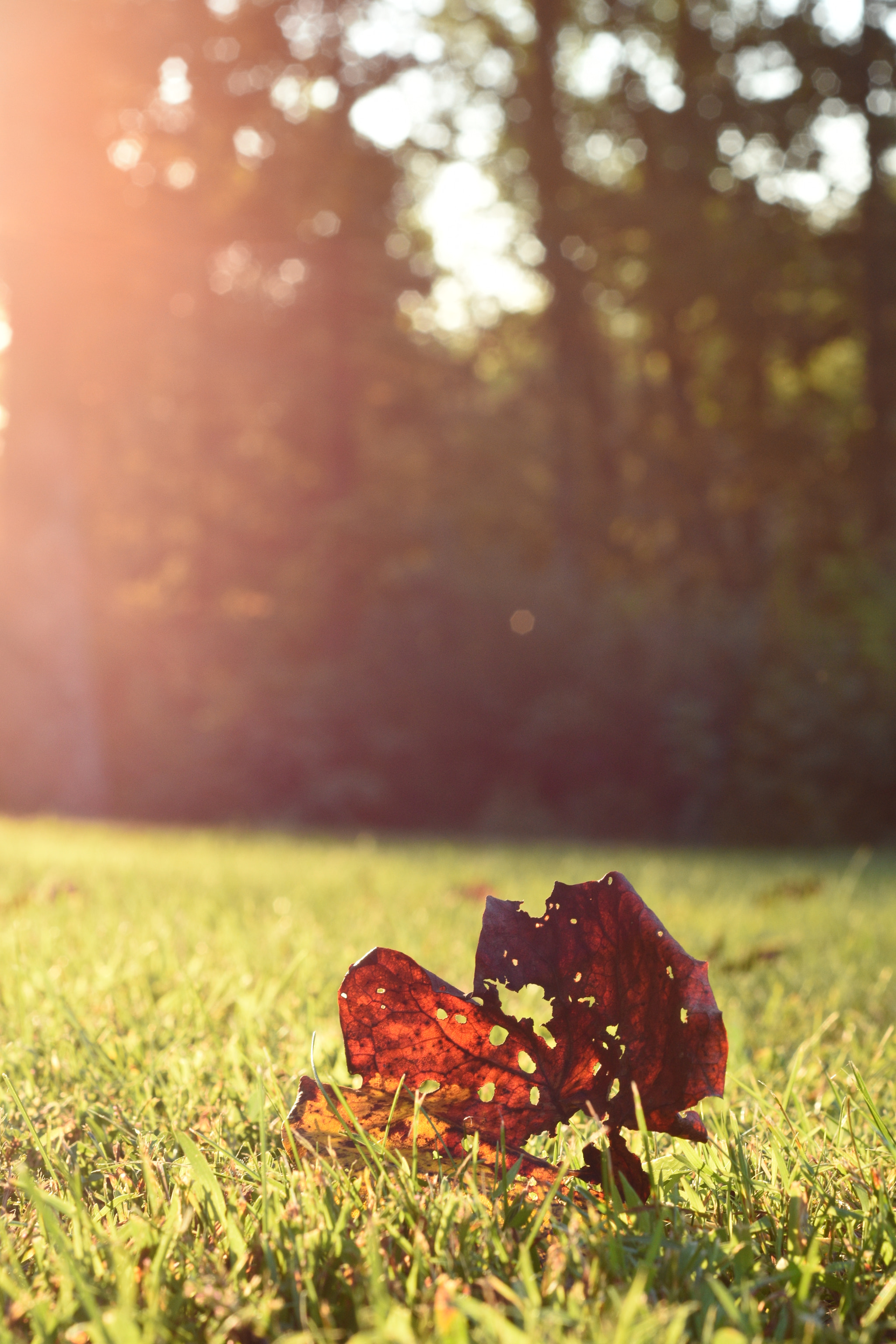 Nikon D5500 + Nikon AF Nikkor 50mm F1.8D sample photo. Fall photography