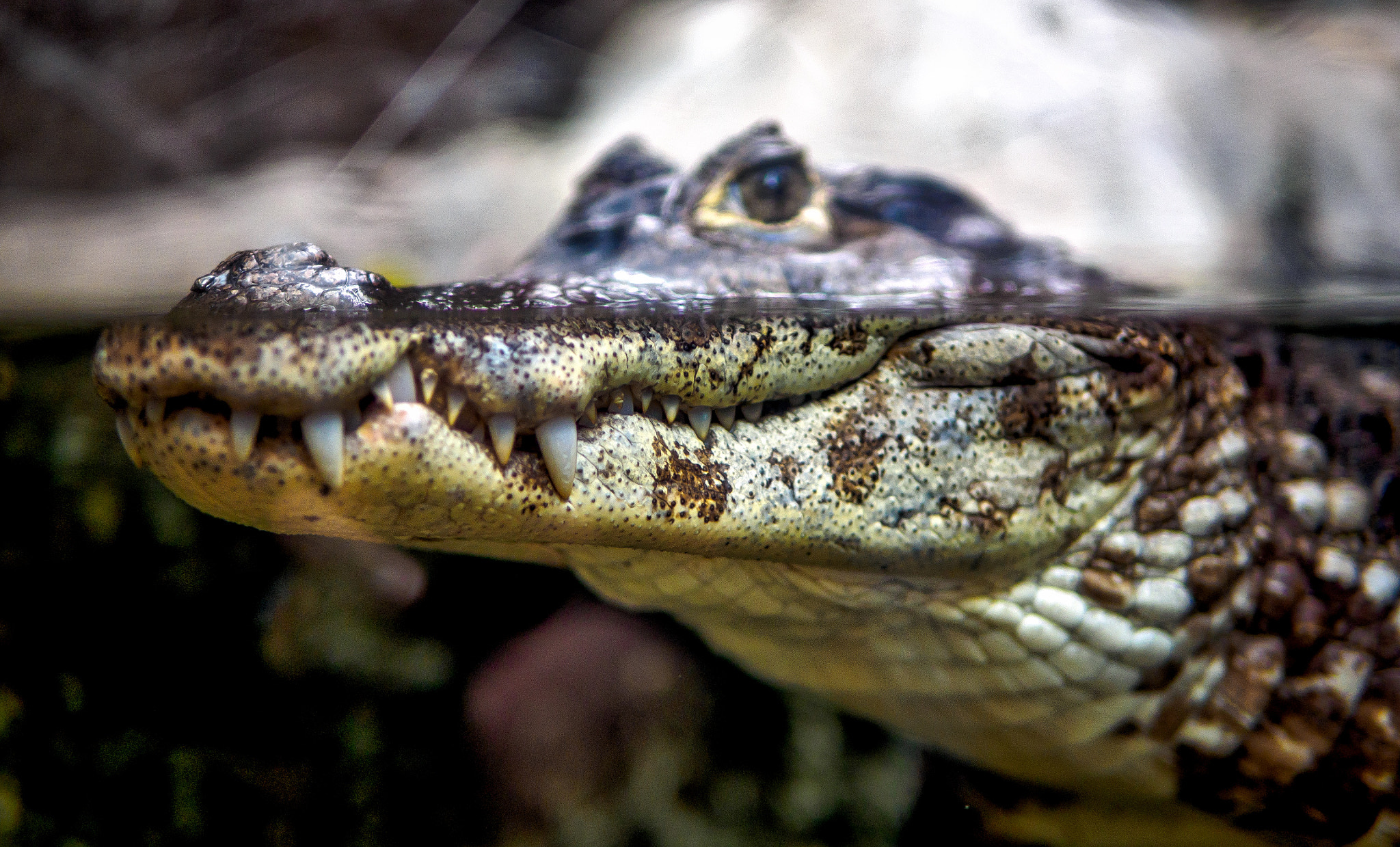 Olympus OM-D E-M1 + Panasonic Leica DG Summilux 25mm F1.4 II ASPH sample photo. Crocodile smile photography