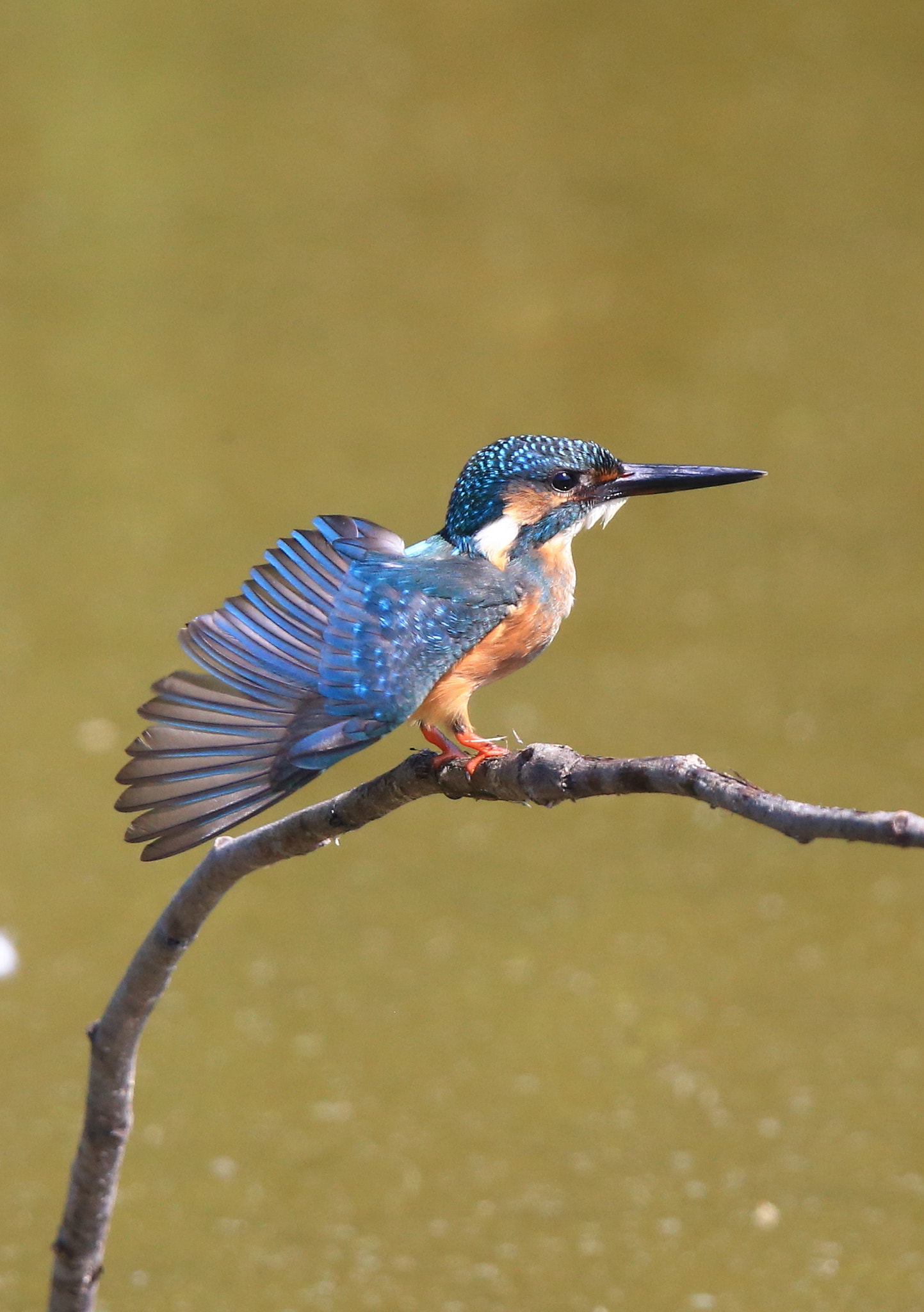 Canon EF 600mm F4L IS II USM sample photo. 272 photography