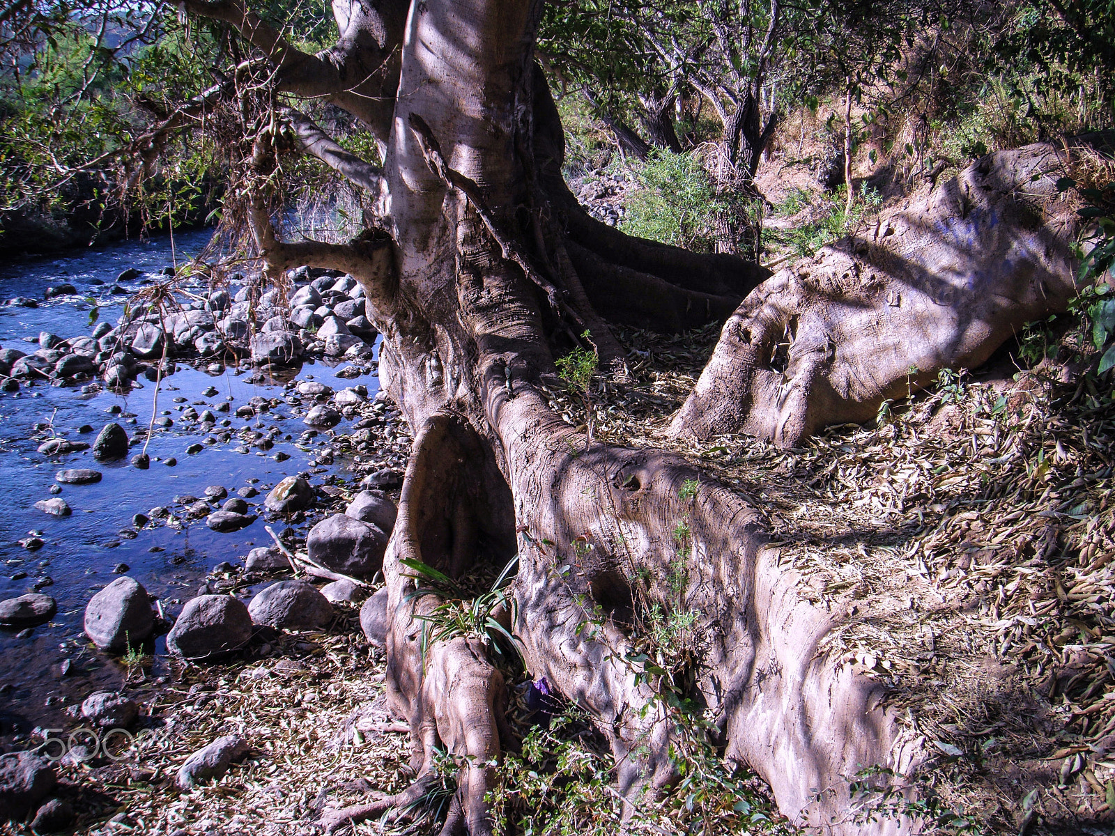 FujiFilm FinePix Z70 (FinePix Z71) sample photo. Roots on the shore of the river photography