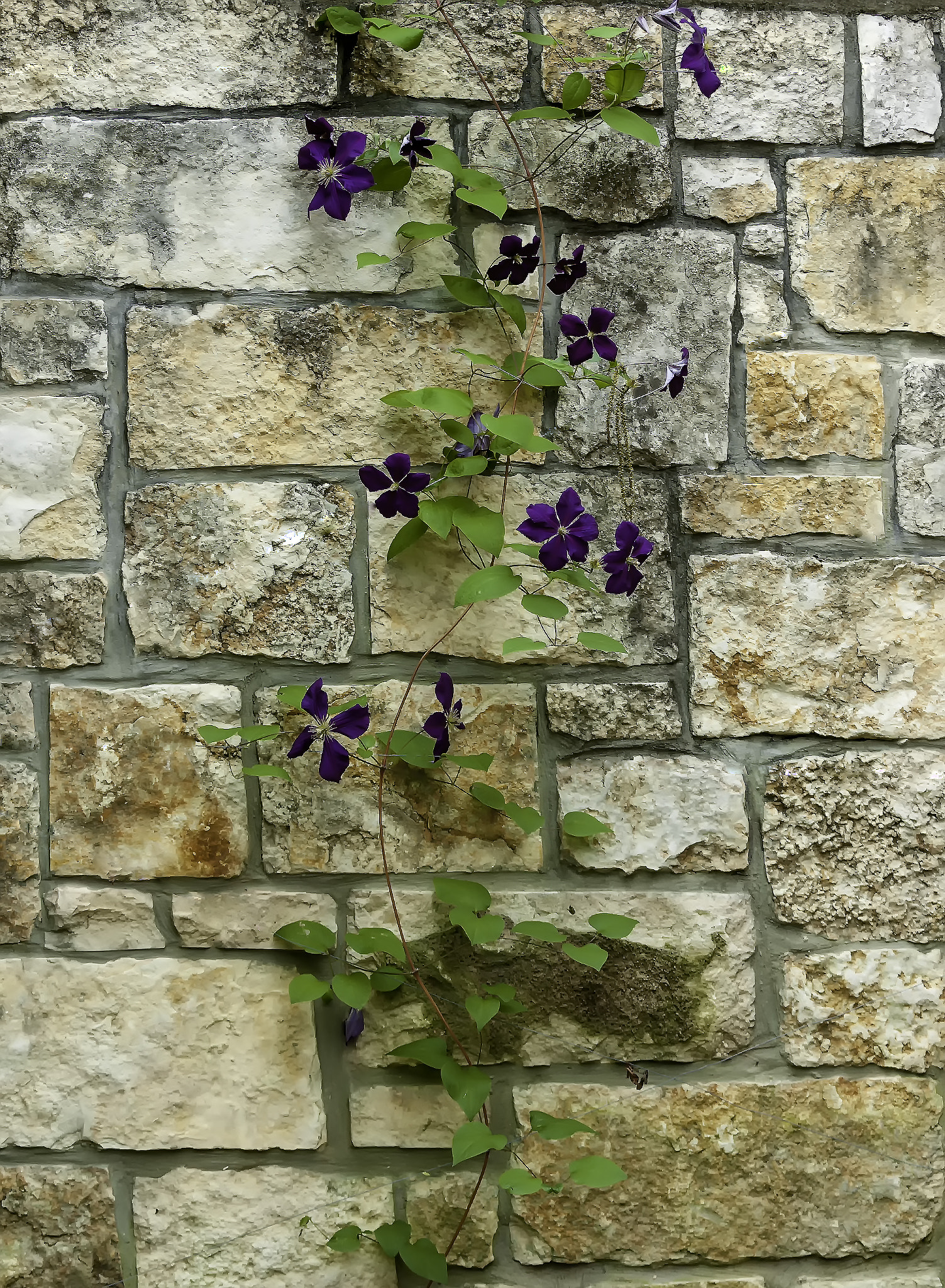 Nikon D70s sample photo. Green vine brick wall photography