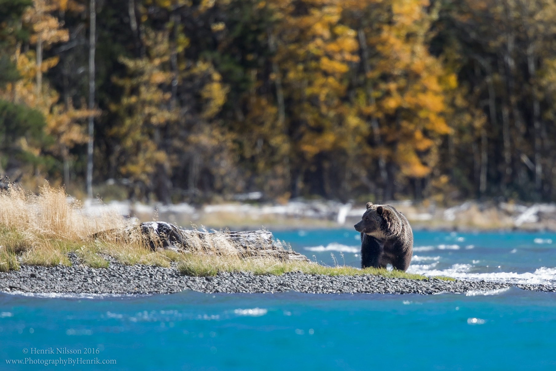 Canon EF 500mm F4L IS II USM sample photo. Salmon search photography