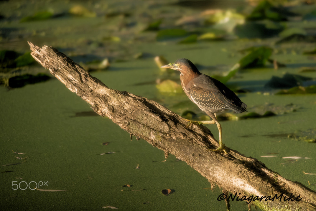 Nikon D810 + Nikon AF-S Nikkor 300mm F4D ED-IF sample photo. Butorides virescens (green heron) photography