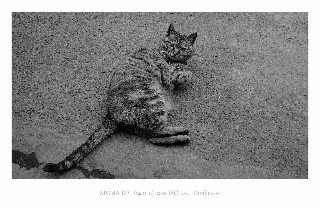 Sigma DP1 sample photo. I know who u are~ photography