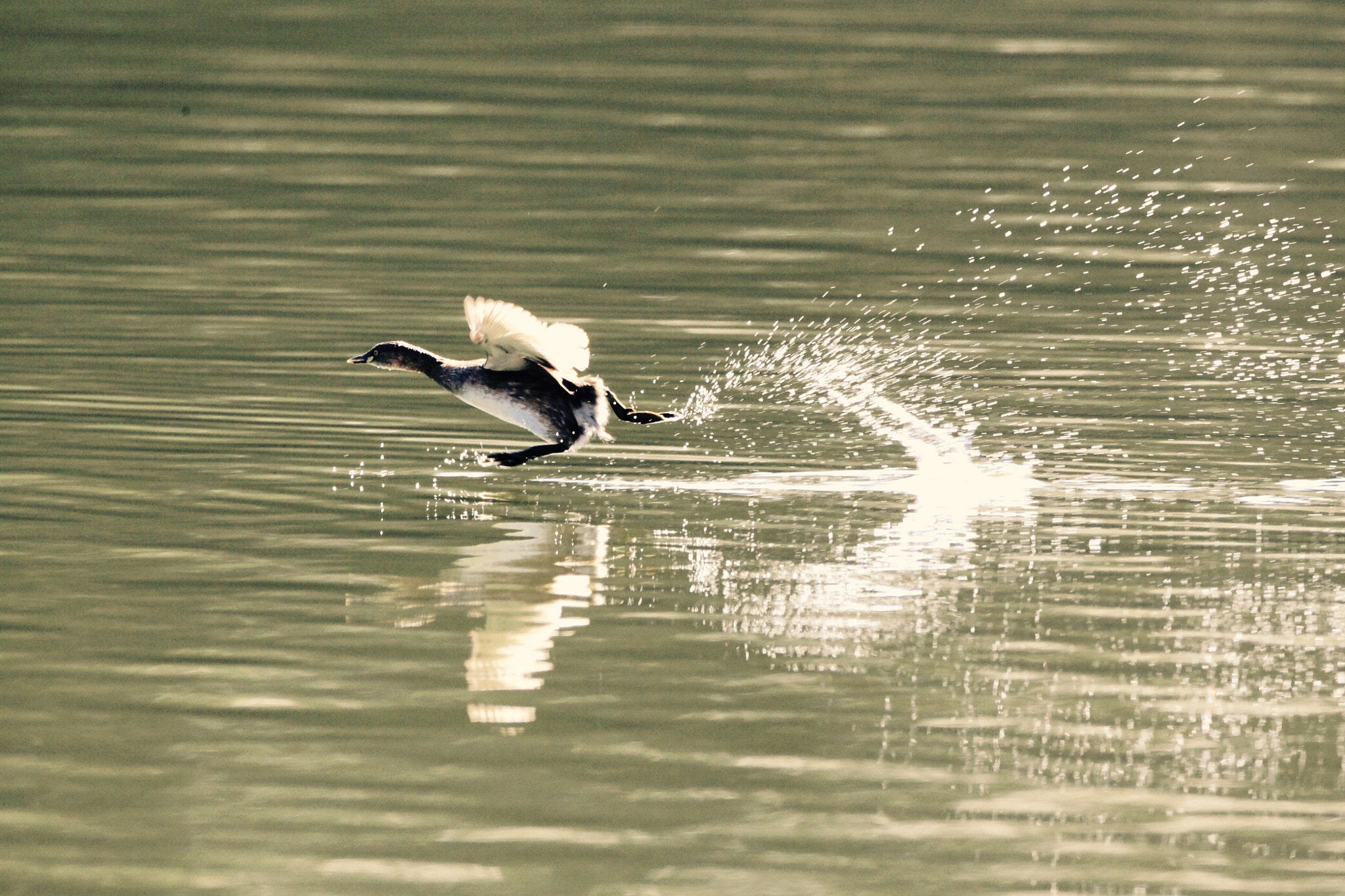 Canon EOS-1D Mark IV + Canon EF 800mm F5.6L IS USM sample photo. カイツブリ 走る− photography