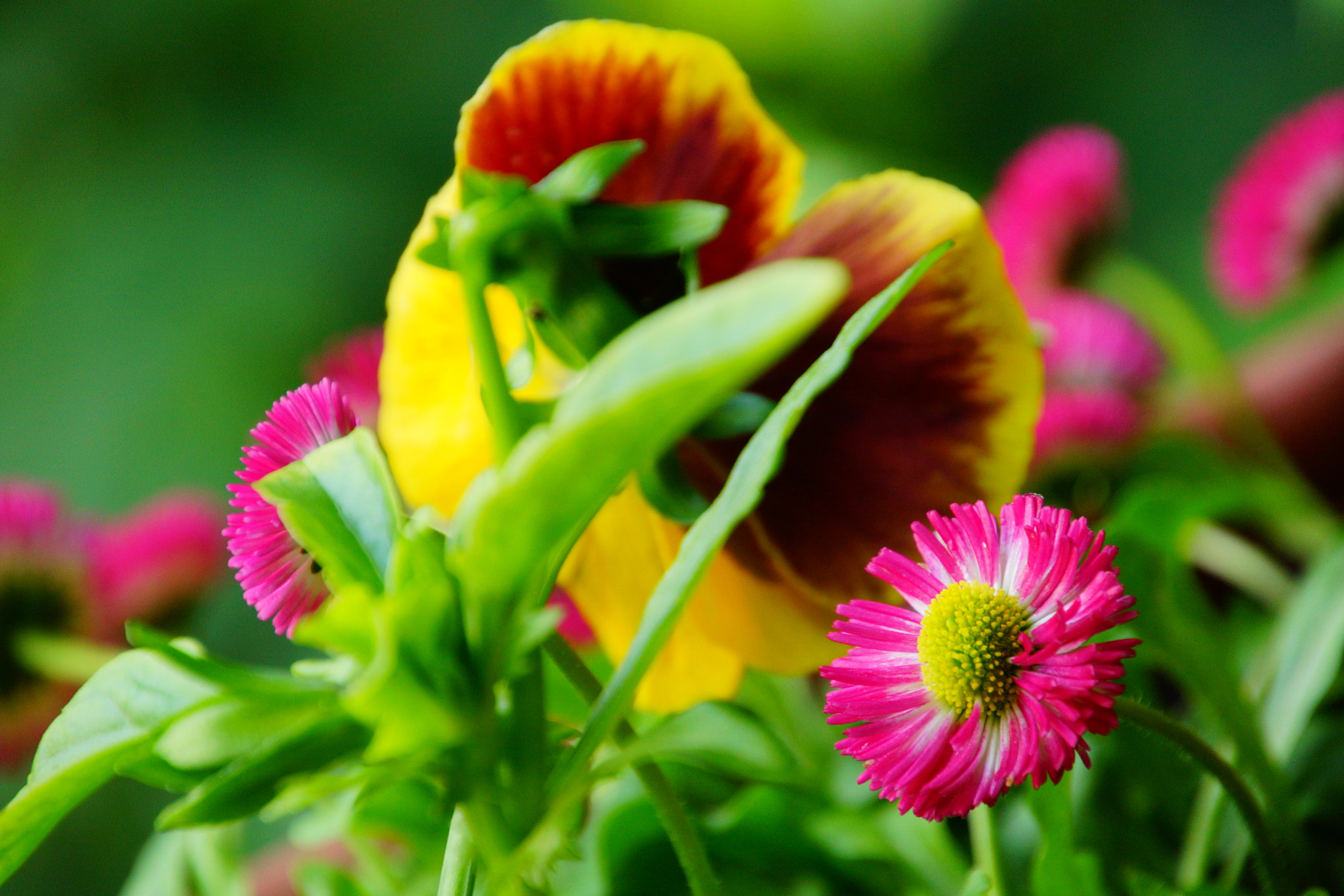 Tamron 16-300mm F3.5-6.3 Di II VC PZD Macro sample photo. Awaken  photography