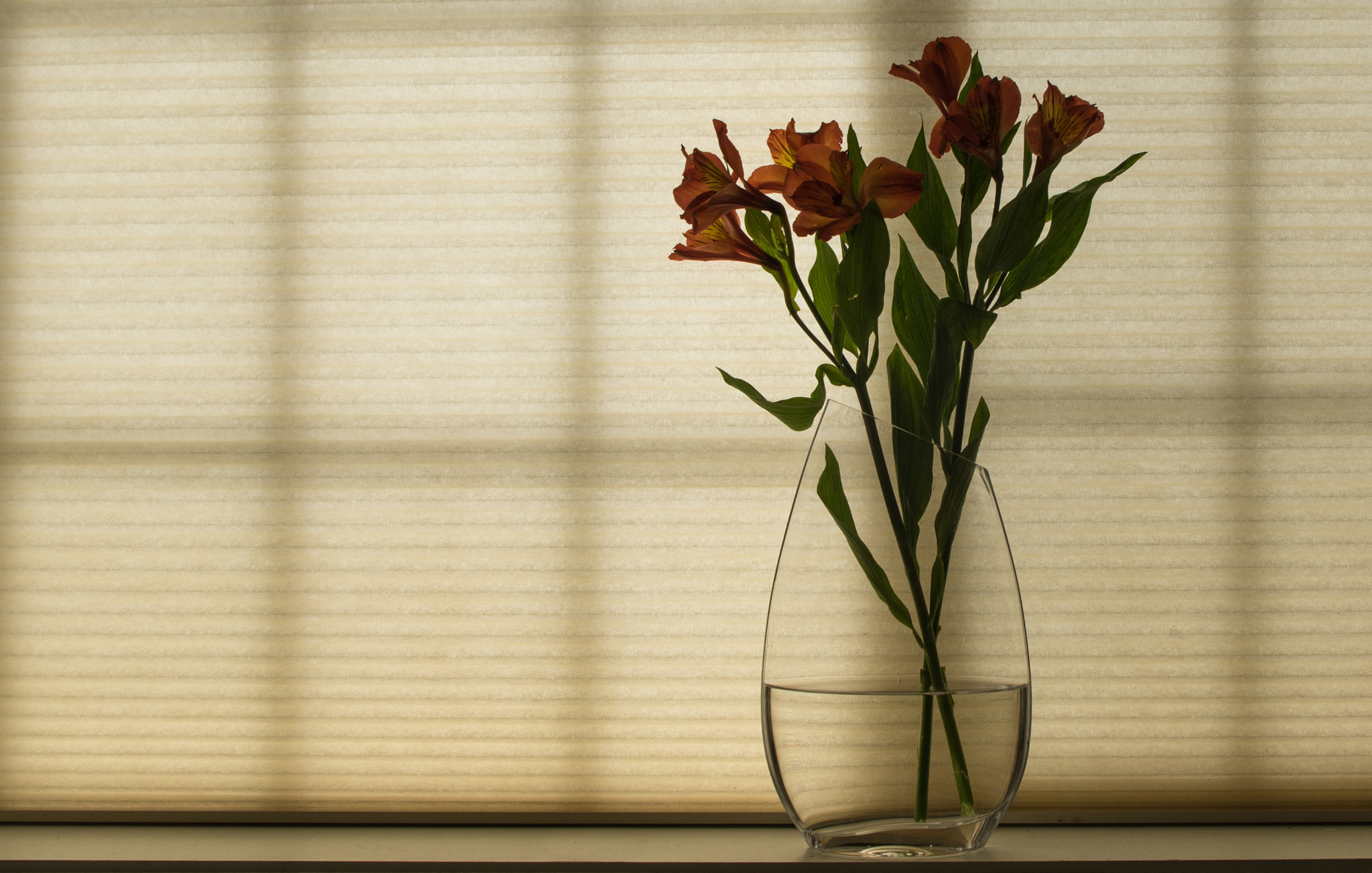 Pentax K-3 II sample photo. Flowers in the windows photography