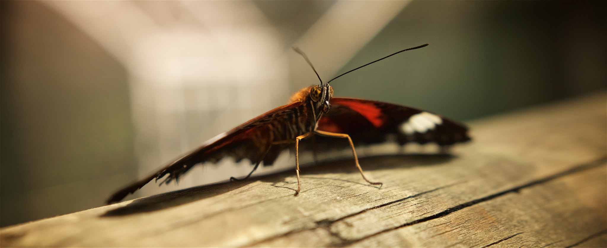 Sigma 18-35mm f/1.8 DC HSM sample photo. Butterfly photography