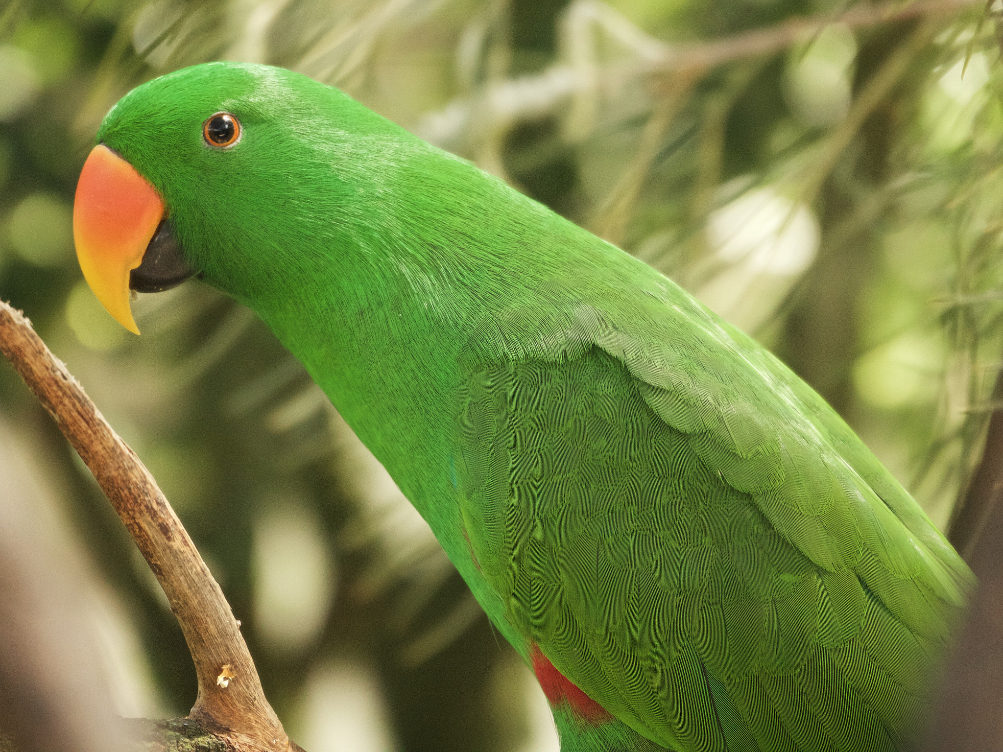Canon EF 100-400mm F4.5-5.6L IS USM sample photo. Green parrot photography
