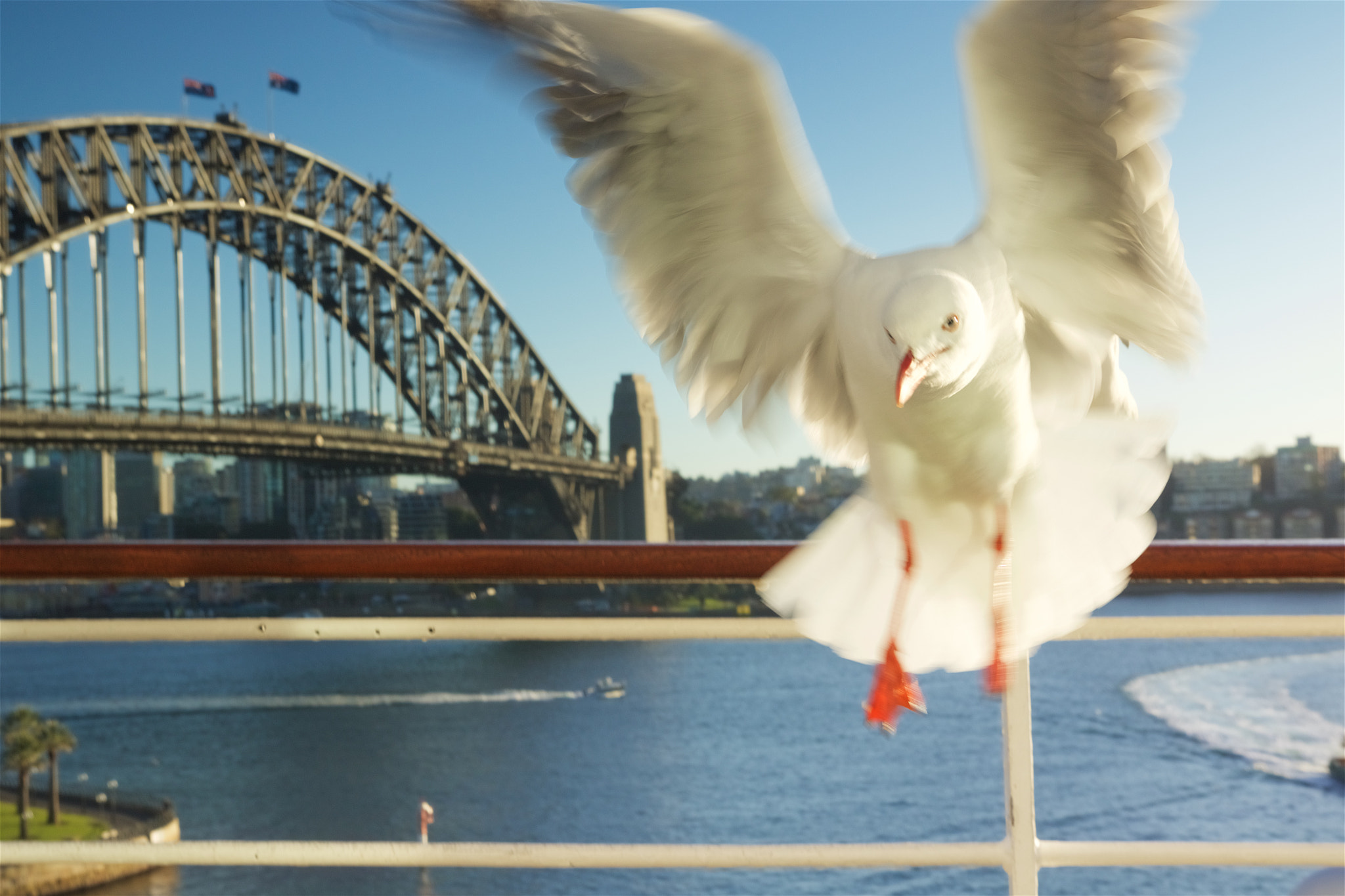 Canon EOS 760D (EOS Rebel T6s / EOS 8000D) + Sigma 18-35mm f/1.8 DC HSM sample photo. Seagull attack photography