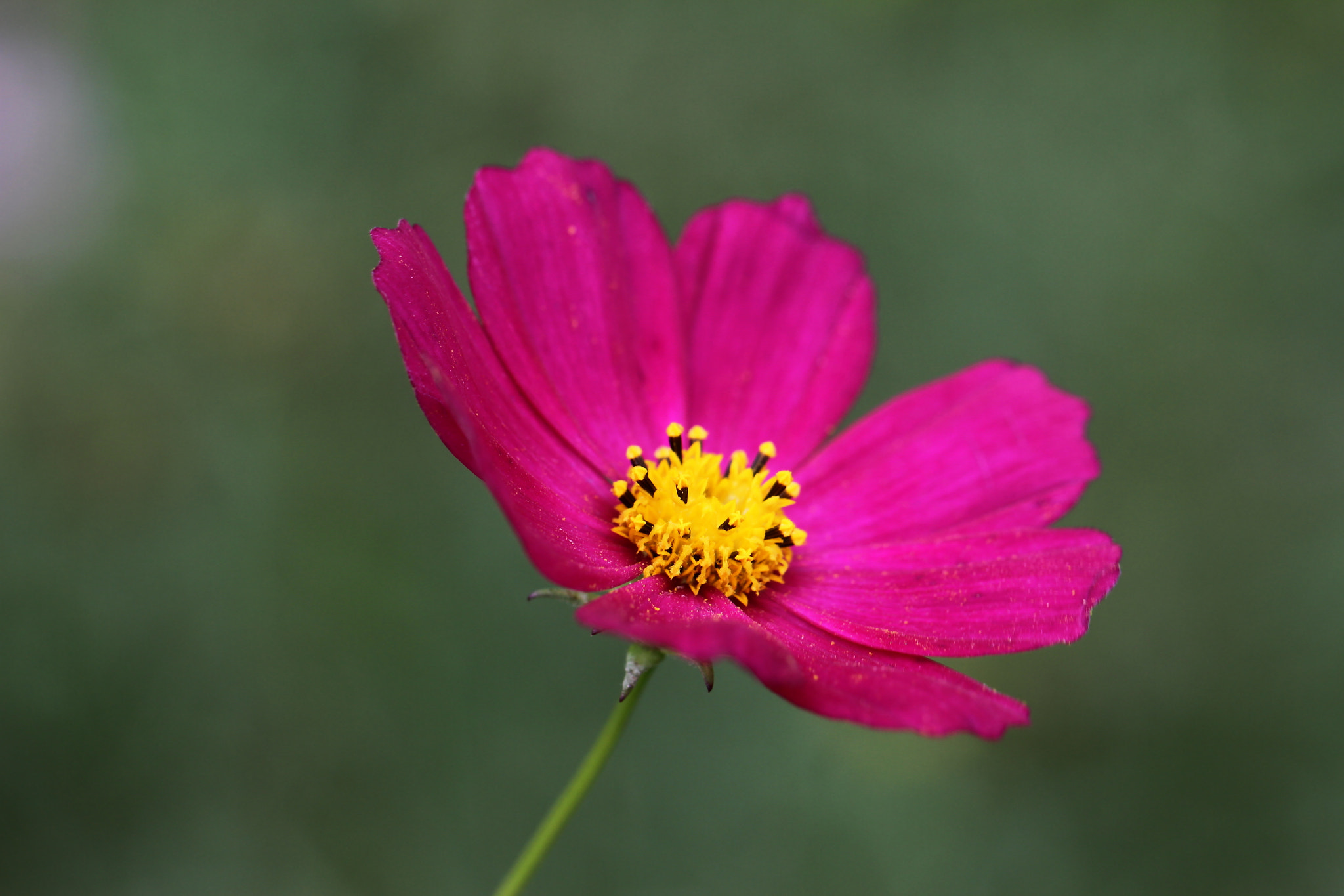 Canon EF 100mm F2.8L Macro IS USM sample photo. Portrait... photography