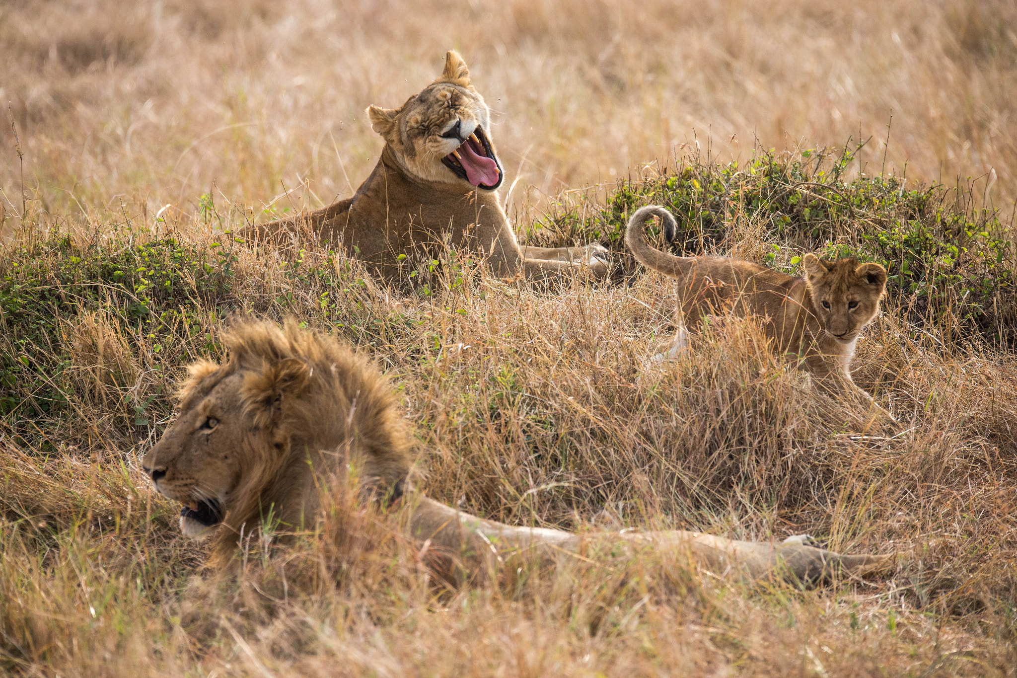 150-600mm F5-6.3 DG OS HSM | Sports 014 sample photo. 獅子家族 photography