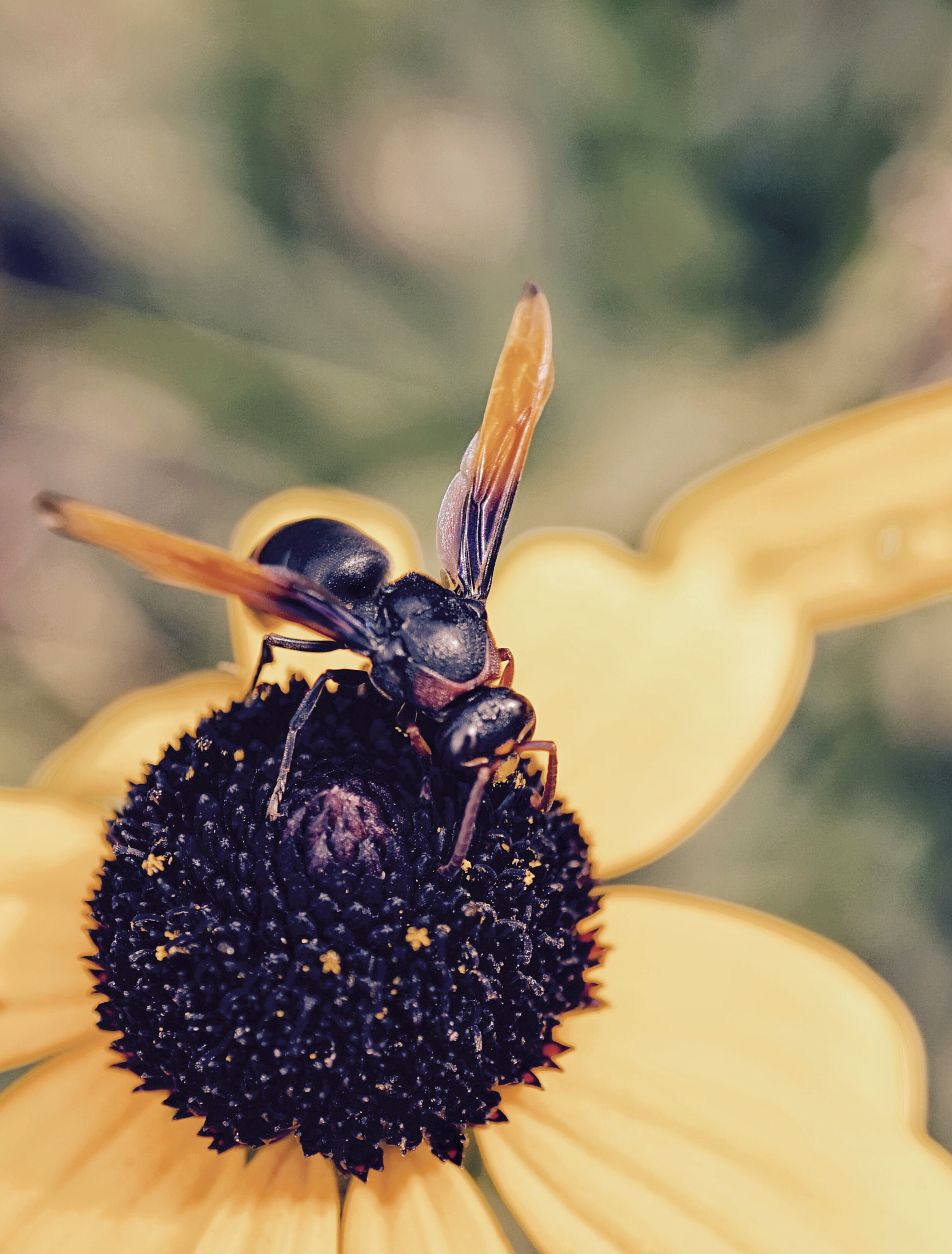 Sony Alpha a5000 (ILCE 5000) + Sony E 30mm F3.5 sample photo. Bee photography