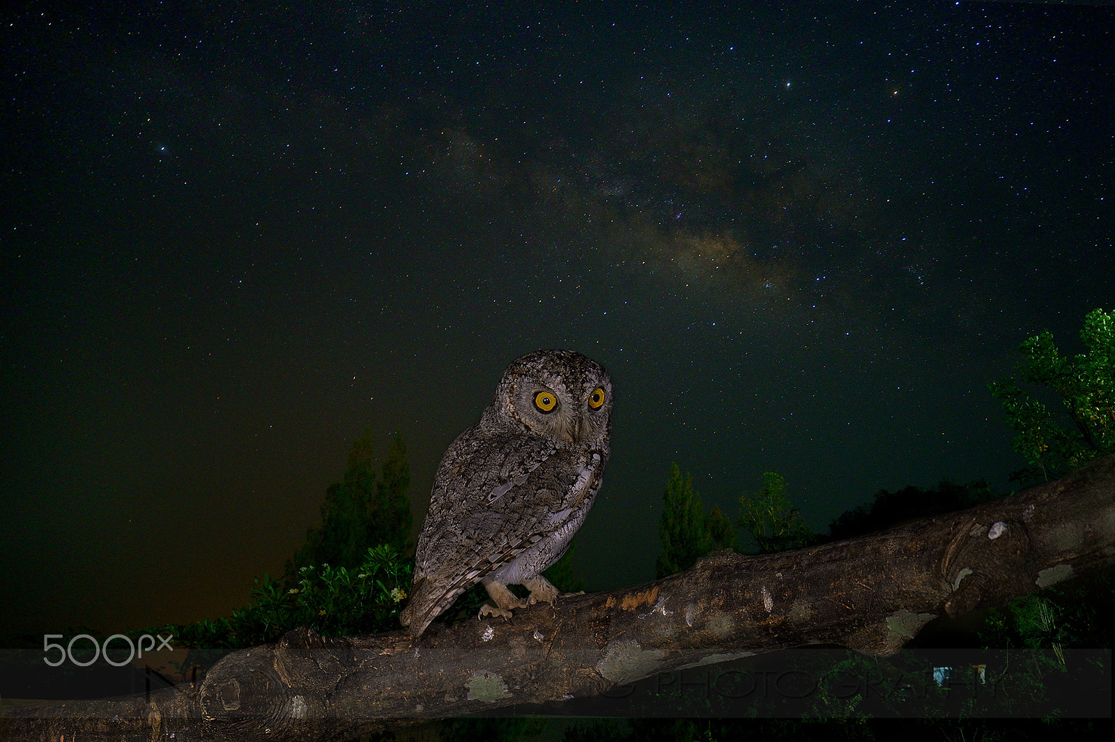 Samyang 14mm F2.8 ED AS IF UMC sample photo. Owl photography