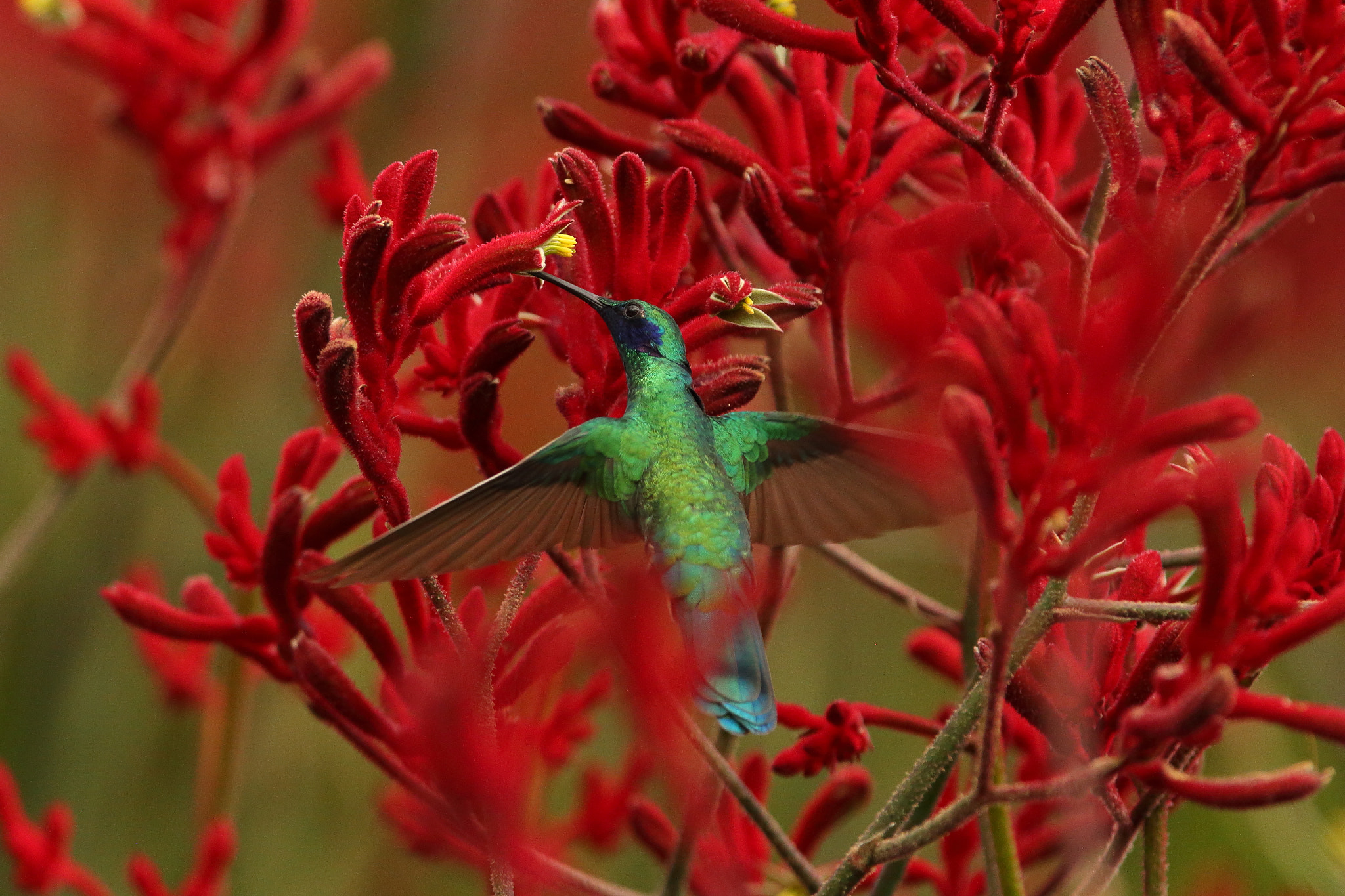 Canon EF 300mm F2.8L IS USM sample photo. Colibri coruscans - sparkling violetear photography