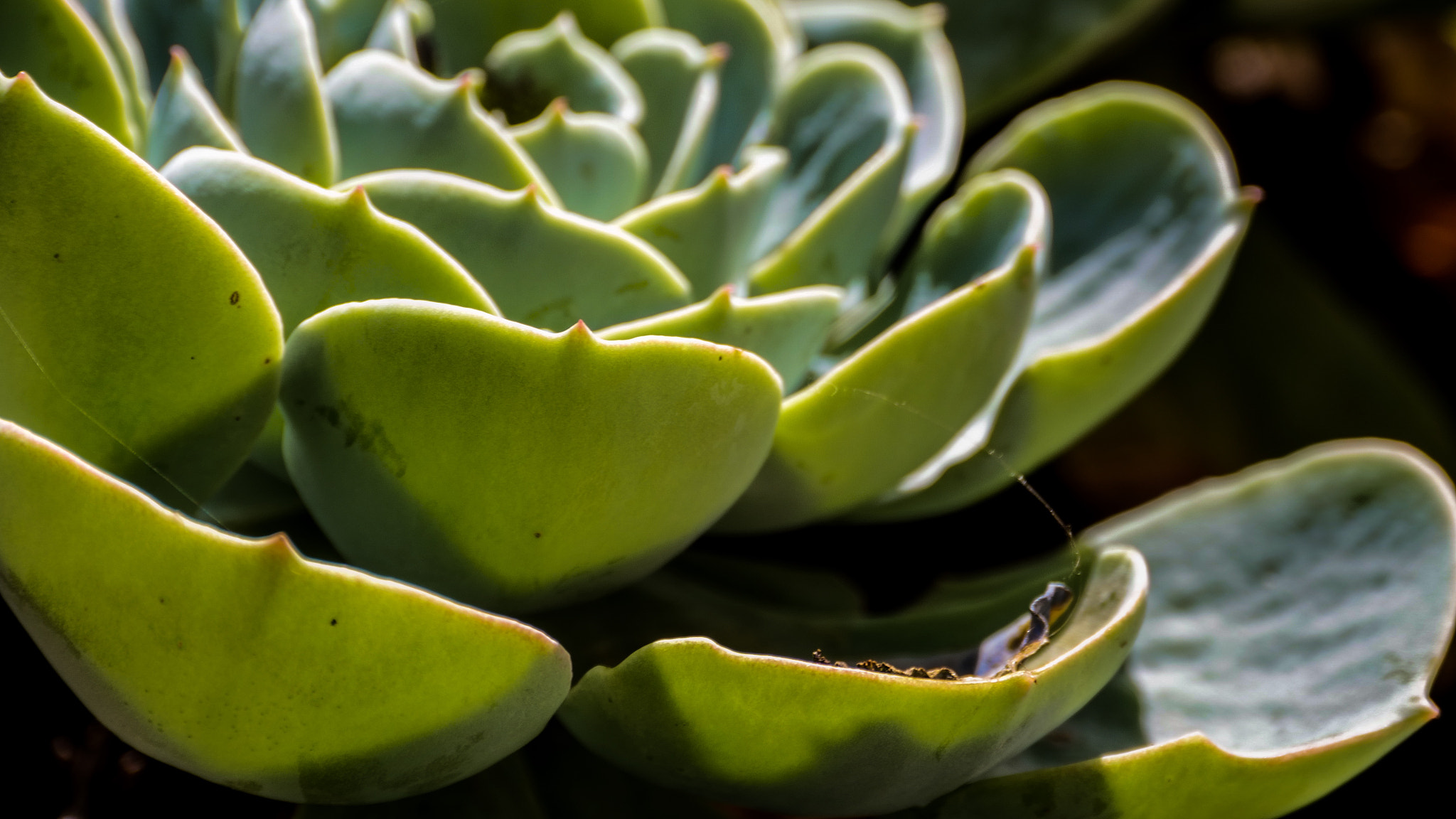 Panasonic Lumix DMC-GH4 sample photo. Cactus photography