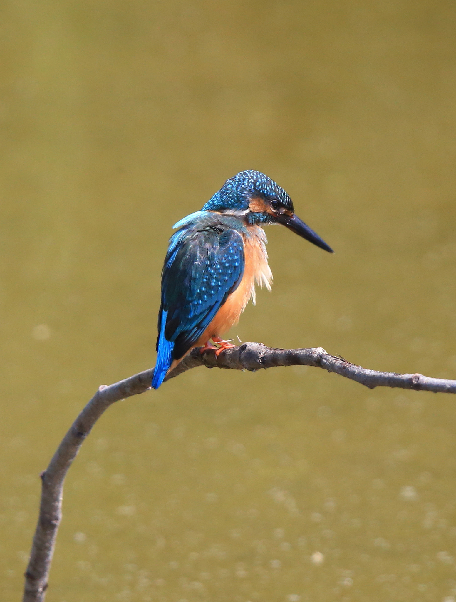 Canon EF 600mm F4L IS II USM sample photo. 306 photography