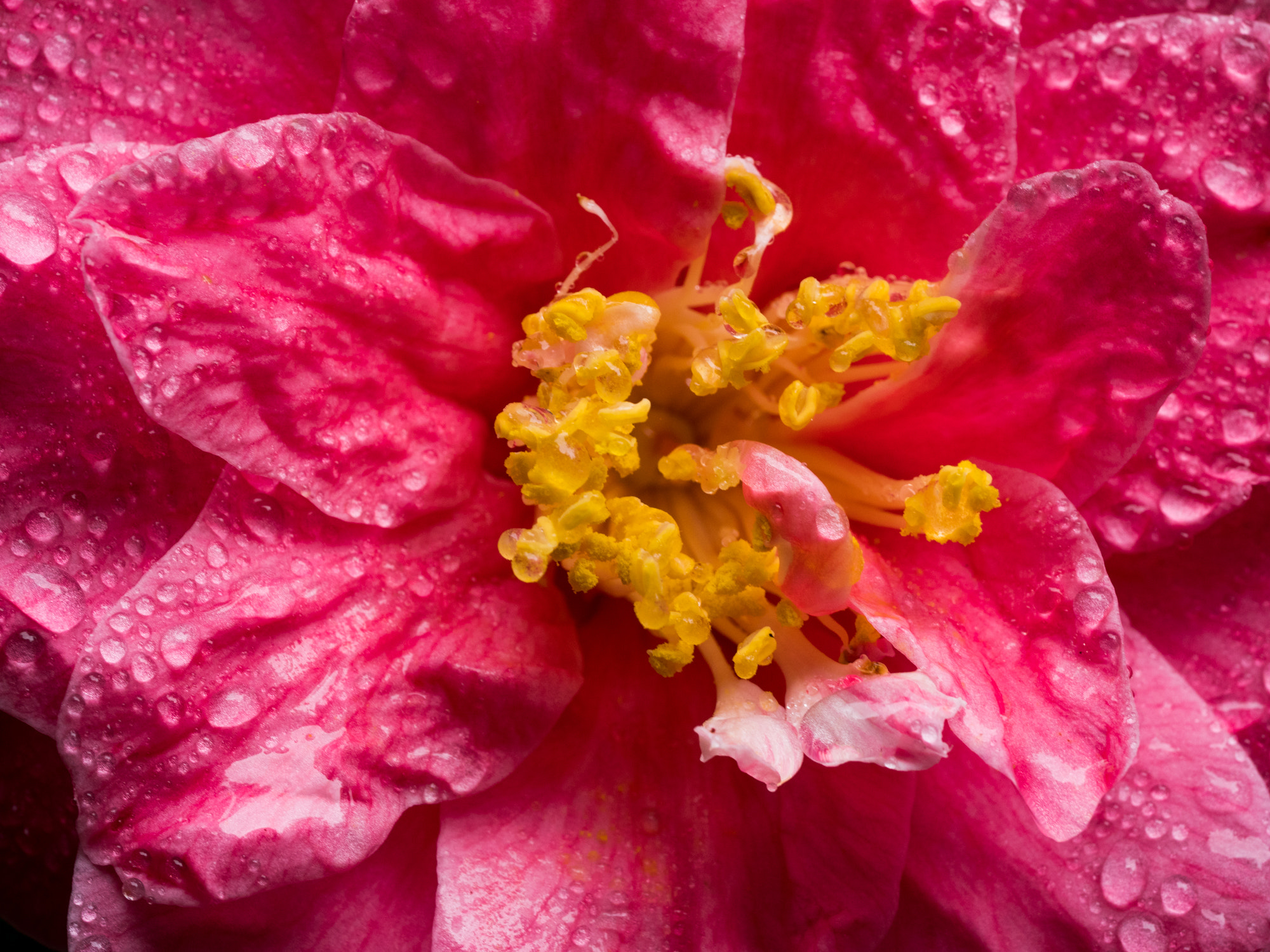 Olympus M.Zuiko Digital ED 60mm F2.8 Macro sample photo. Study in pink photography