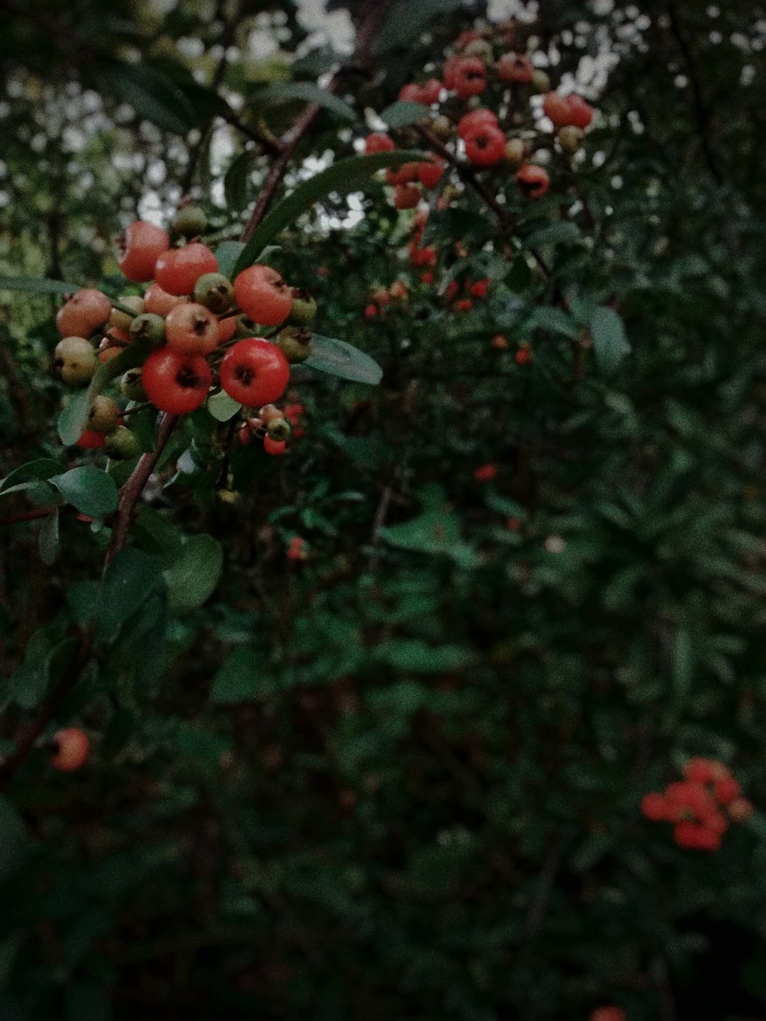 Motorola Moto G with 4G LTE (1st Gen) sample photo. Estanzuela photography