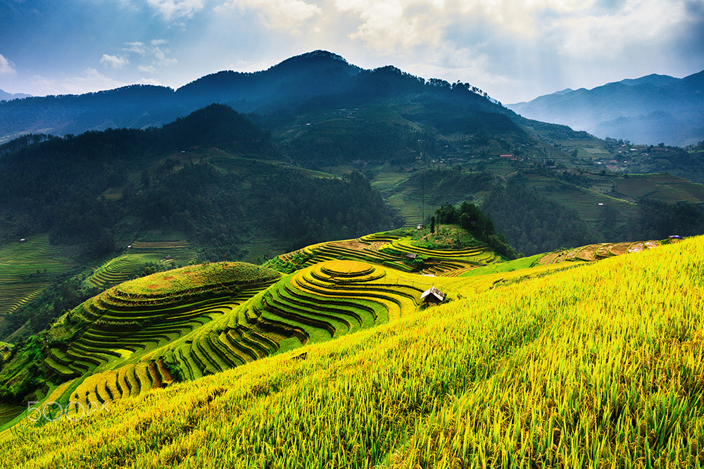 Canon EOS 40D sample photo. Rice fields on terraces in northwest of vietnam. photography