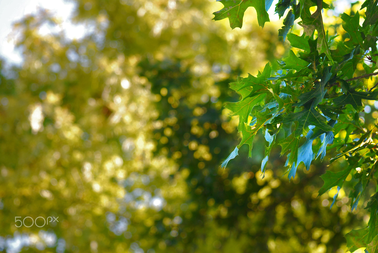 Sigma 70-300mm F4-5.6 APO DG Macro sample photo. Light through the leaves photography